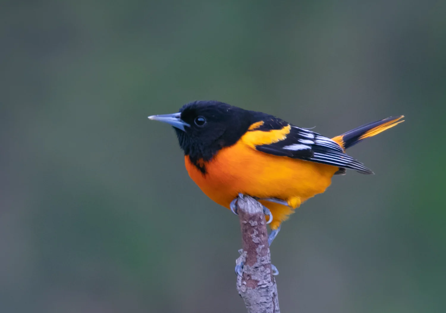 Oriole Sunlight