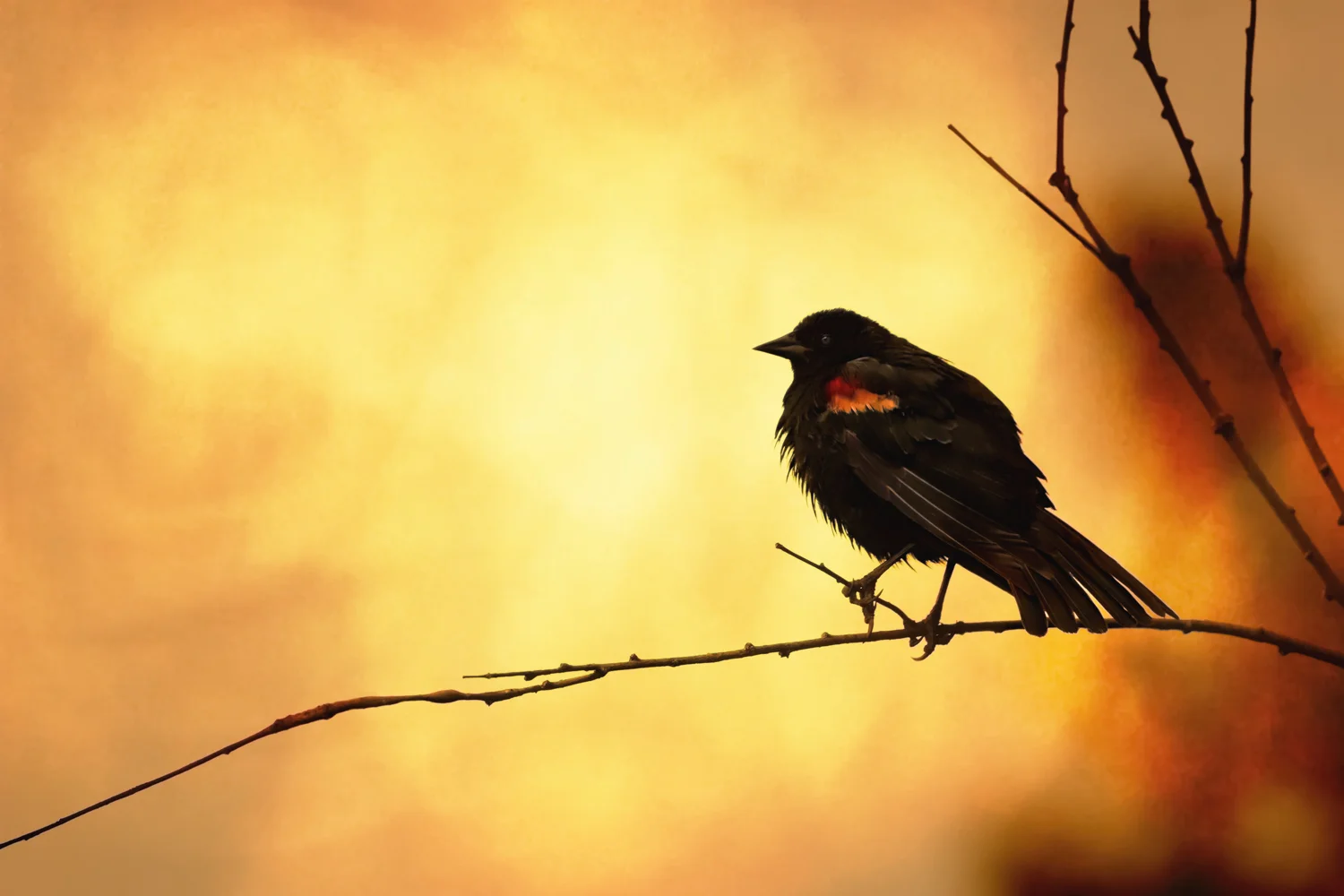 Blackbird Sun