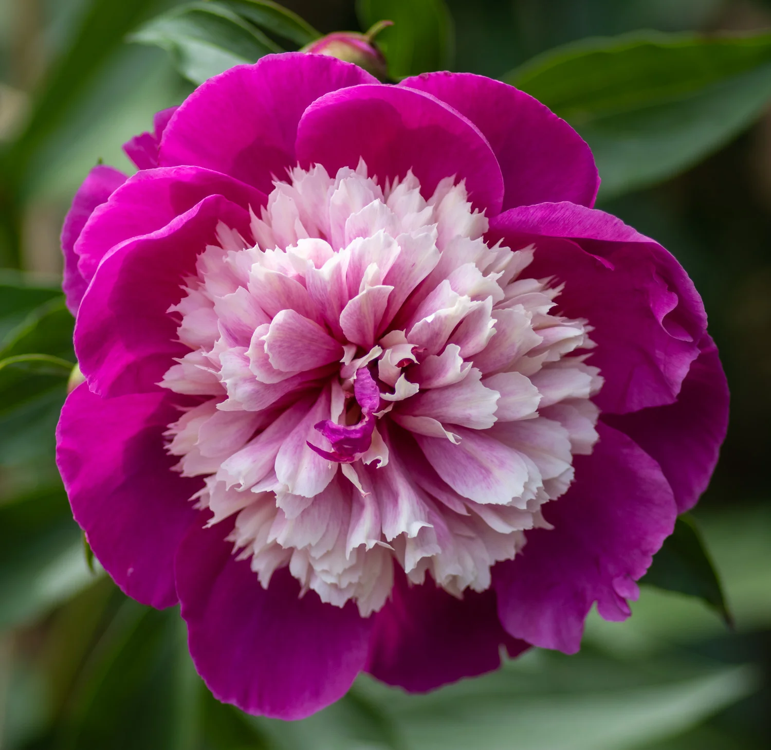Peonyfinal_190608-6799.jpg