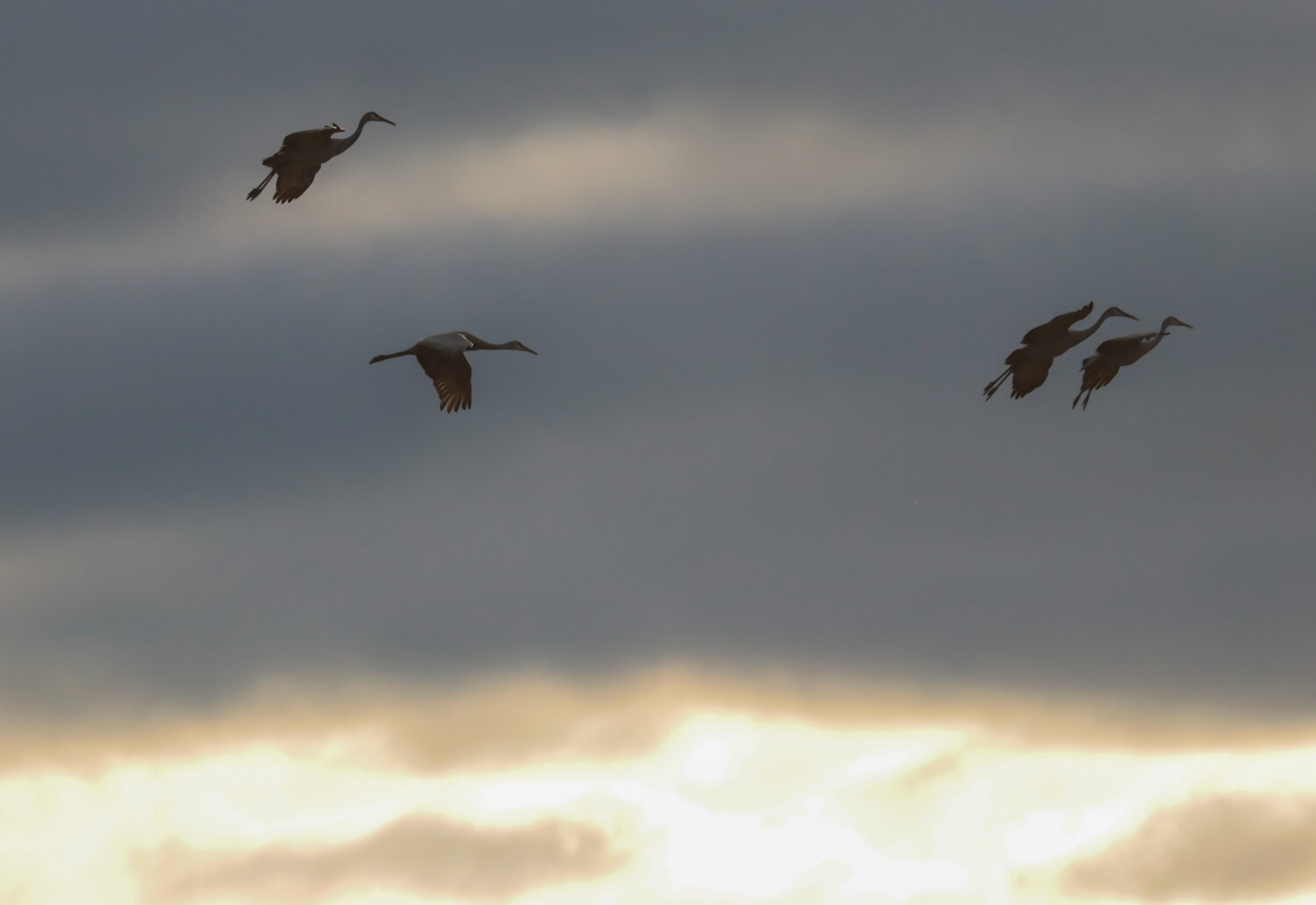  Crane Migration  