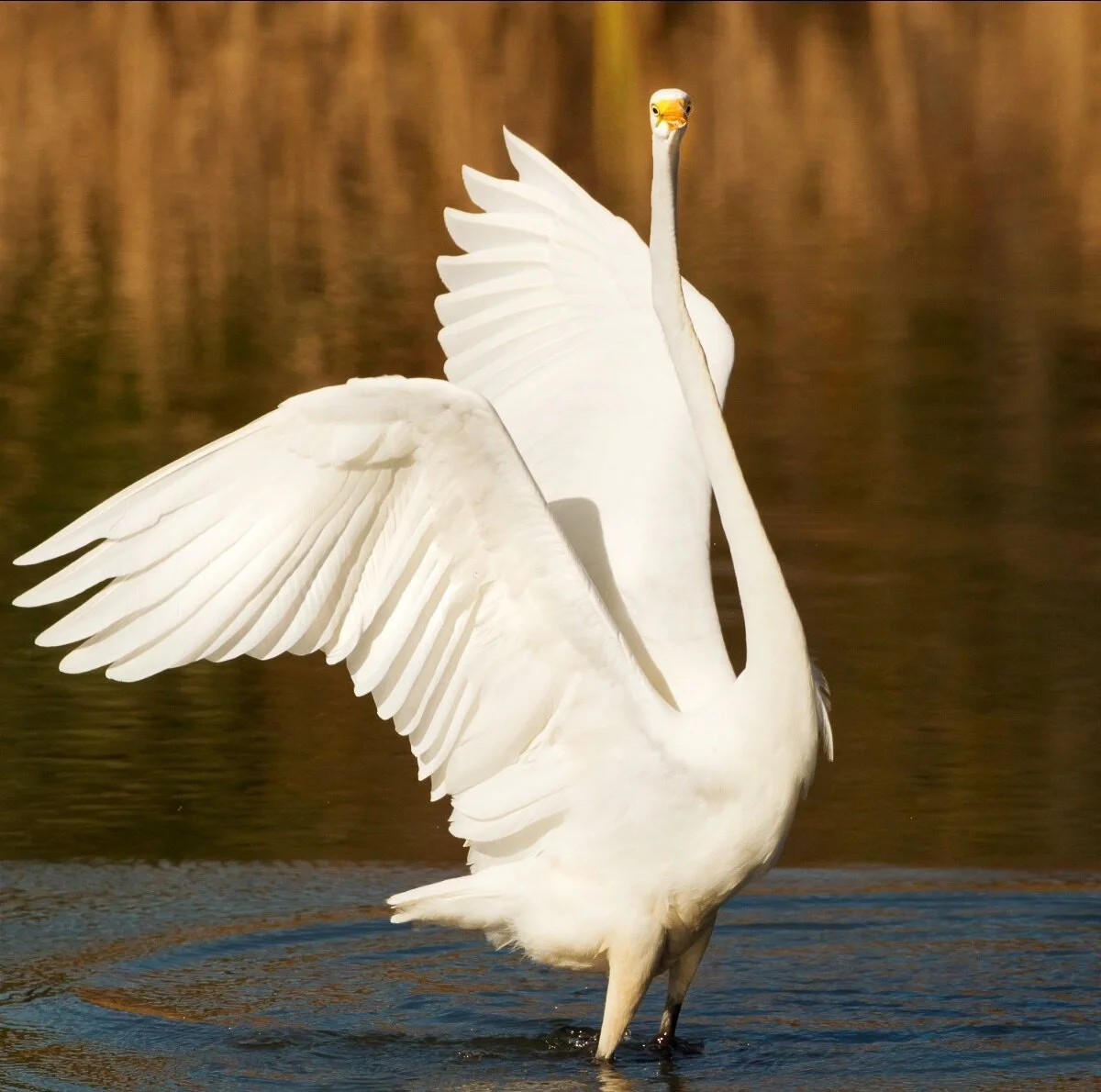 Cranes, Herons and Egrets