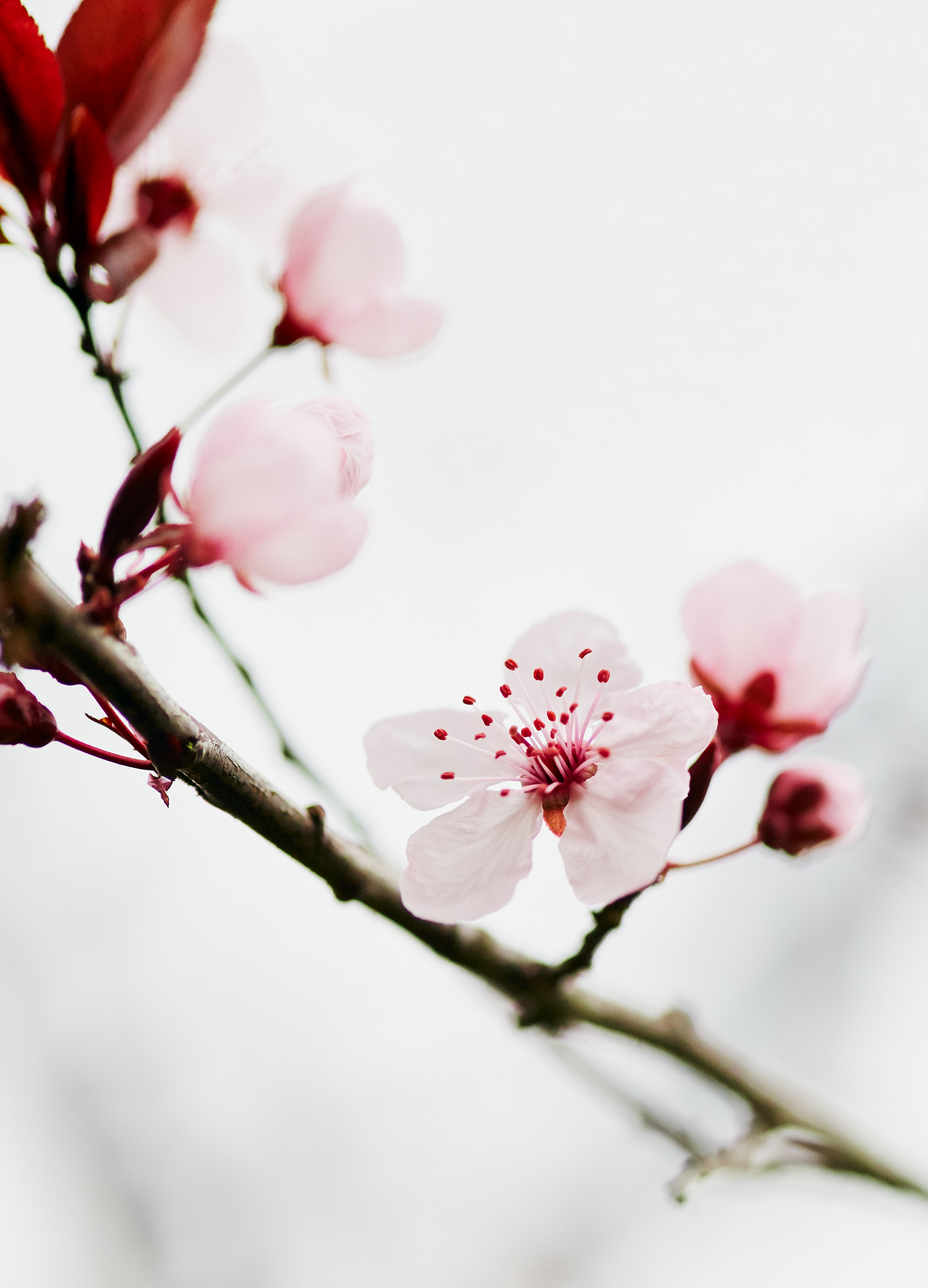 _MG_2488_Cherry_Blossom.jpg