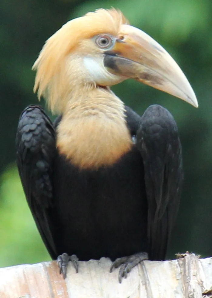 Bird.jpg