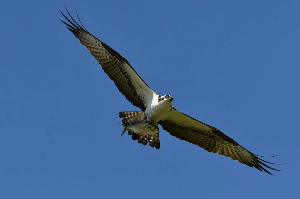 Osprey love fish JL.jpg