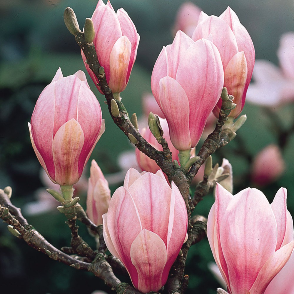 Magnolia soulangean