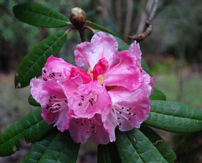 R. arboreum roseum