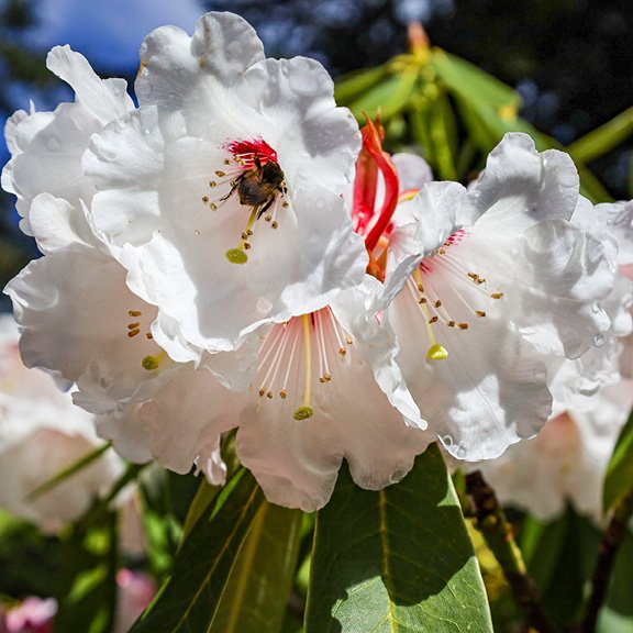 bee flower .jpg