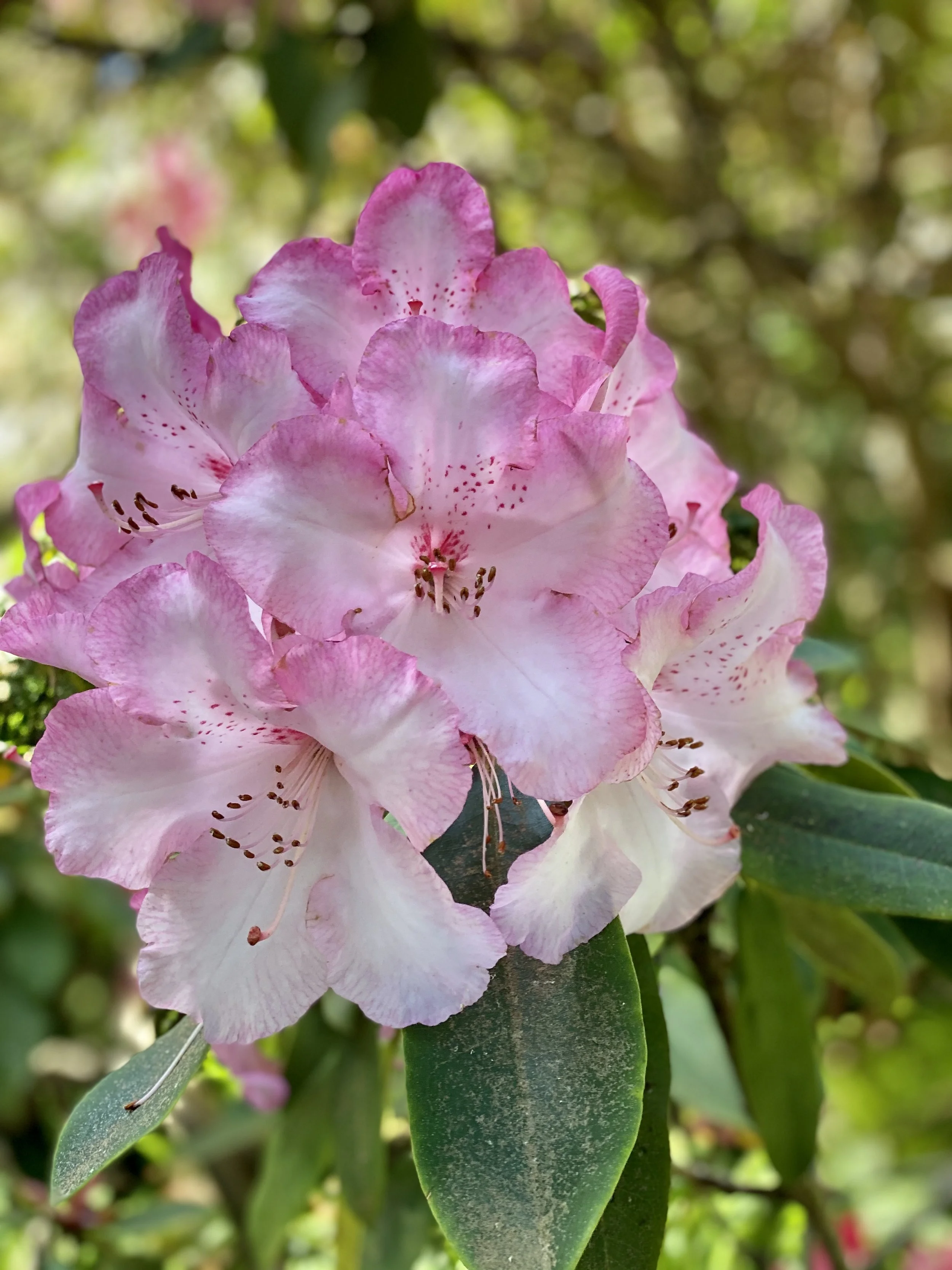 pink spring rhododendron