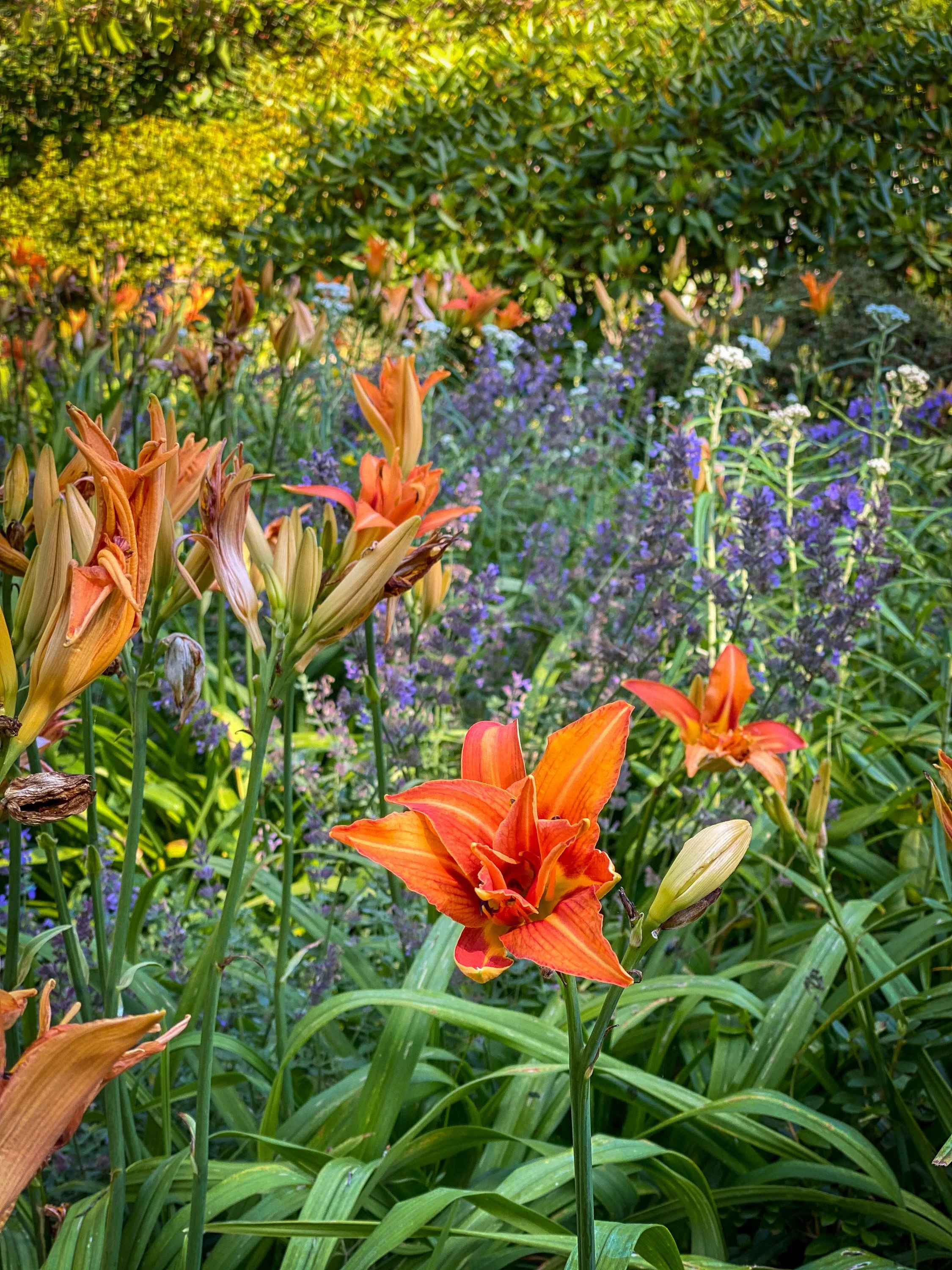 summer orange lillies