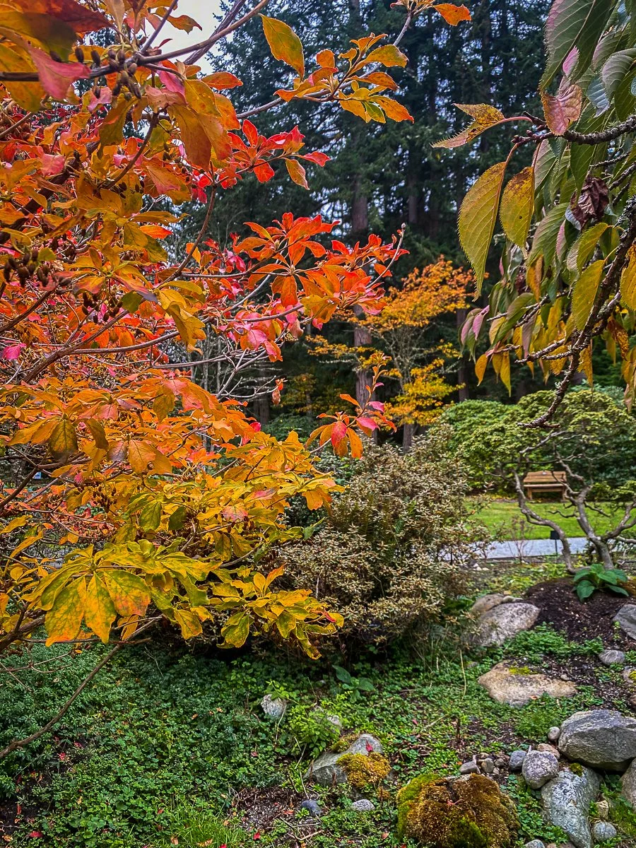 fall colorful leaves