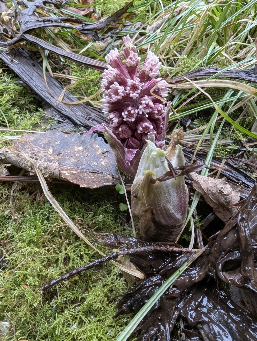 butterbur flower neaar the upper pond.jpg