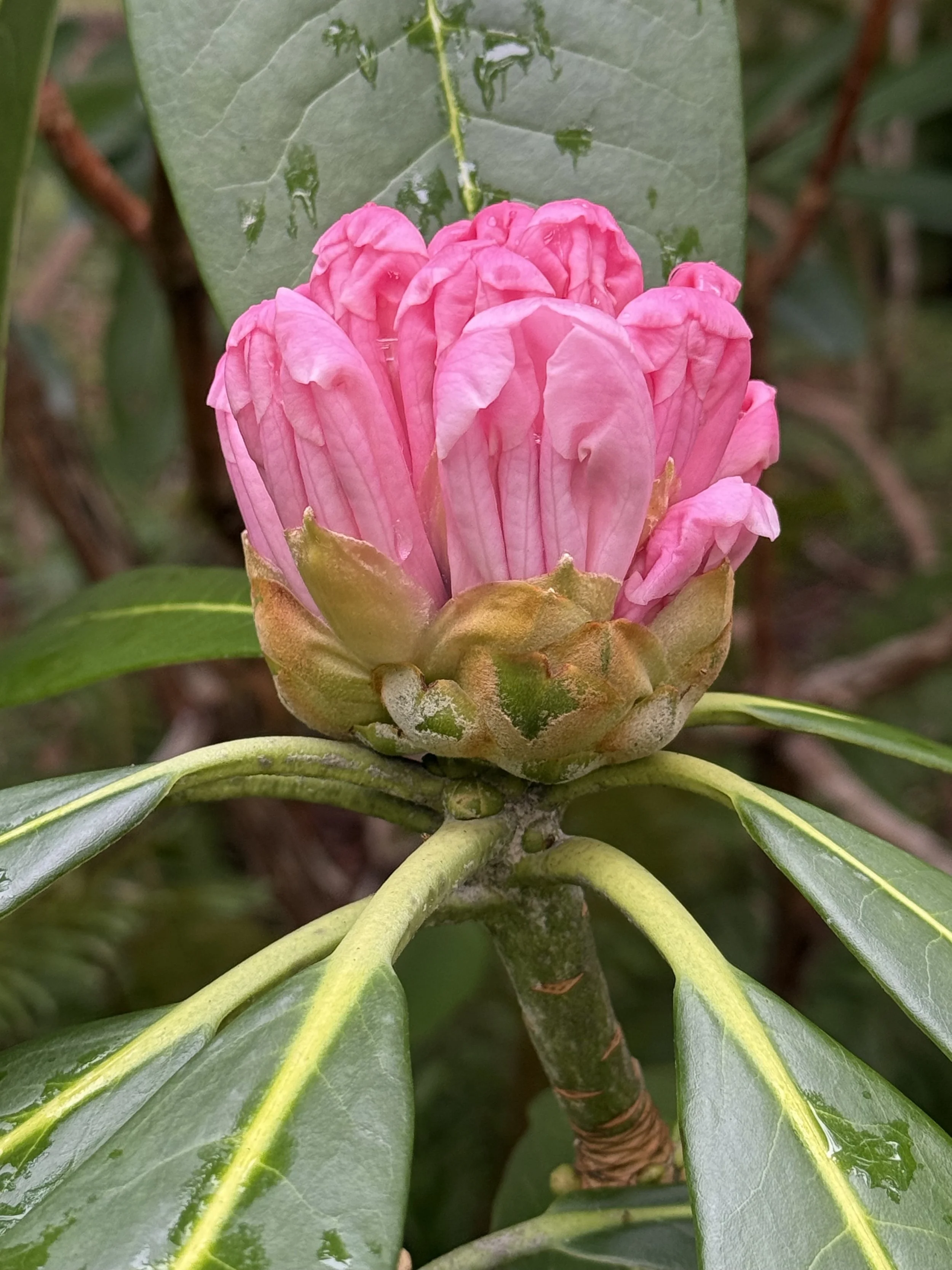 Pink Prelude waking up 2.jpeg