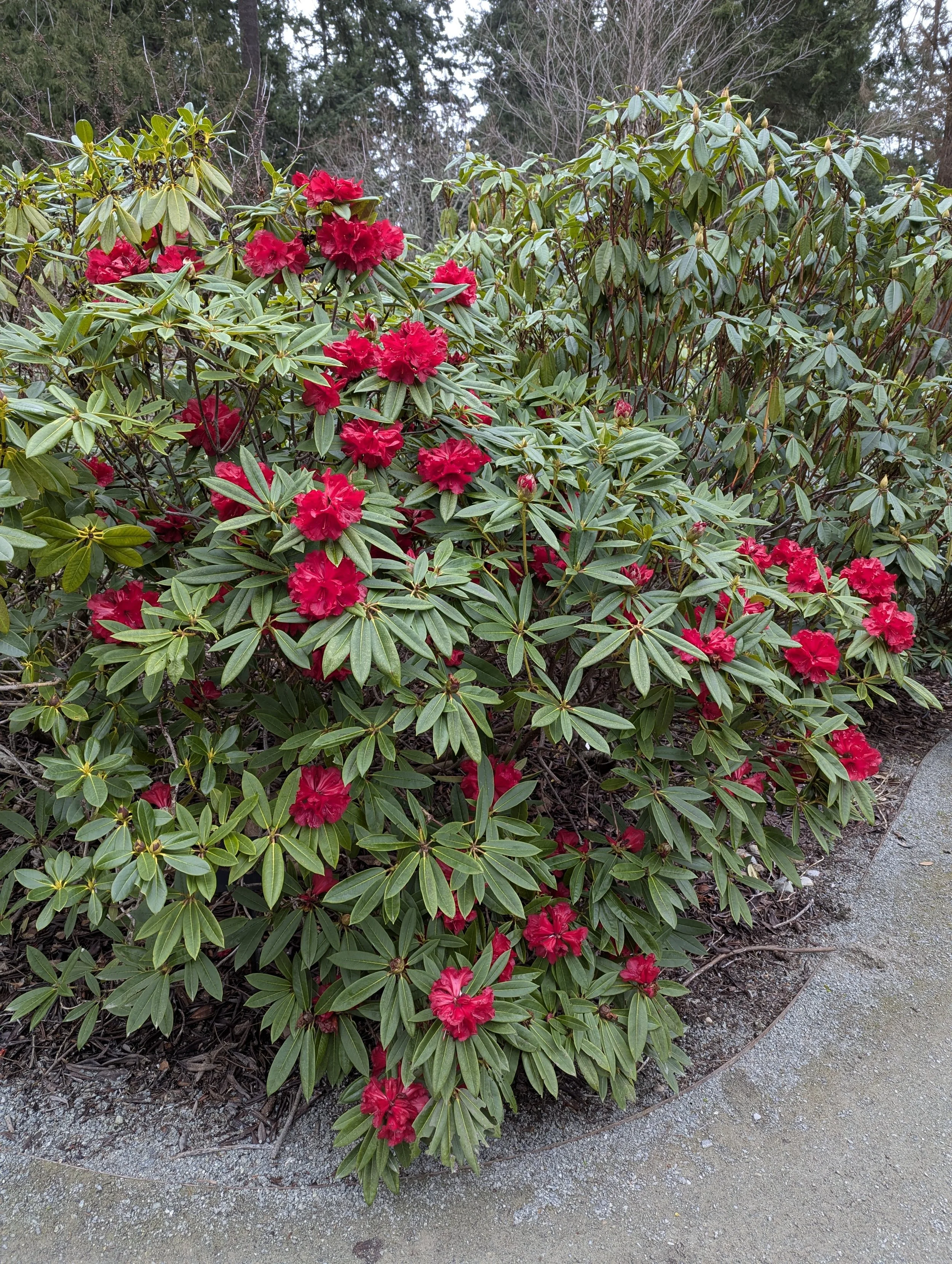 Sashi and Elsie Watson rhodie.jpg