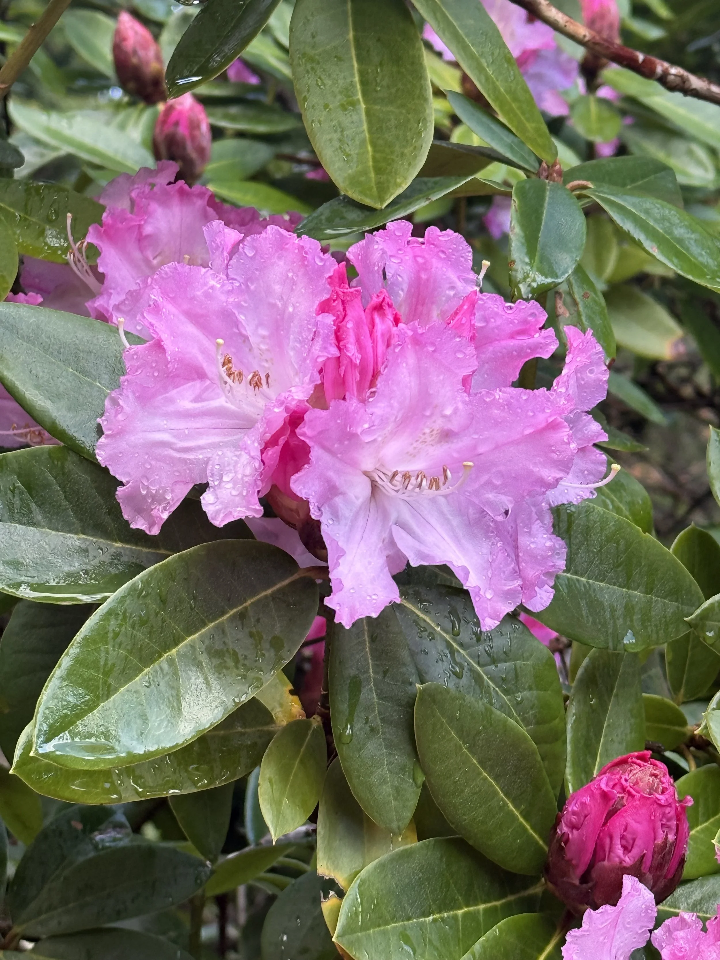 Pink rhody.jpeg