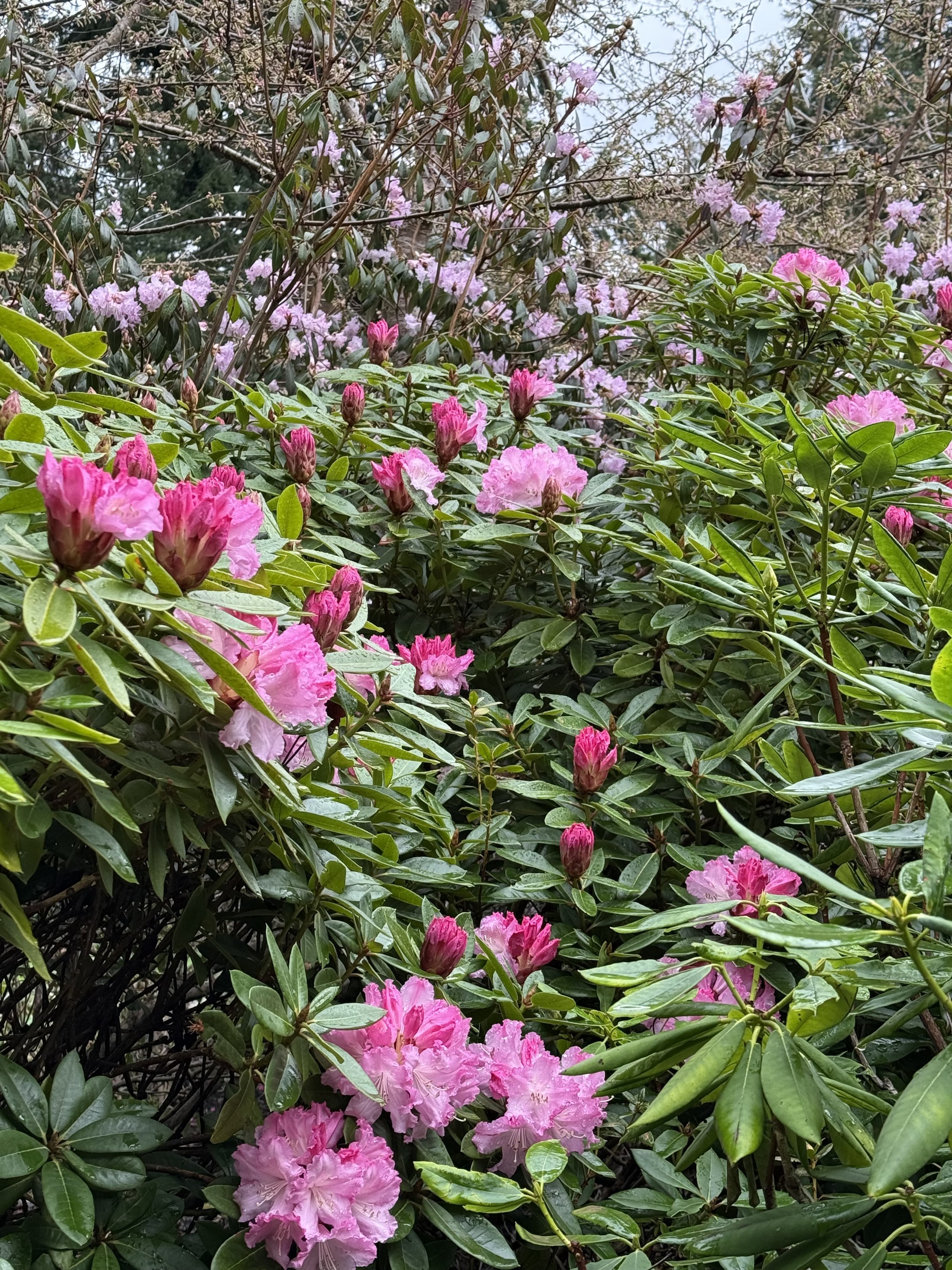 Rhododendron flow.jpeg