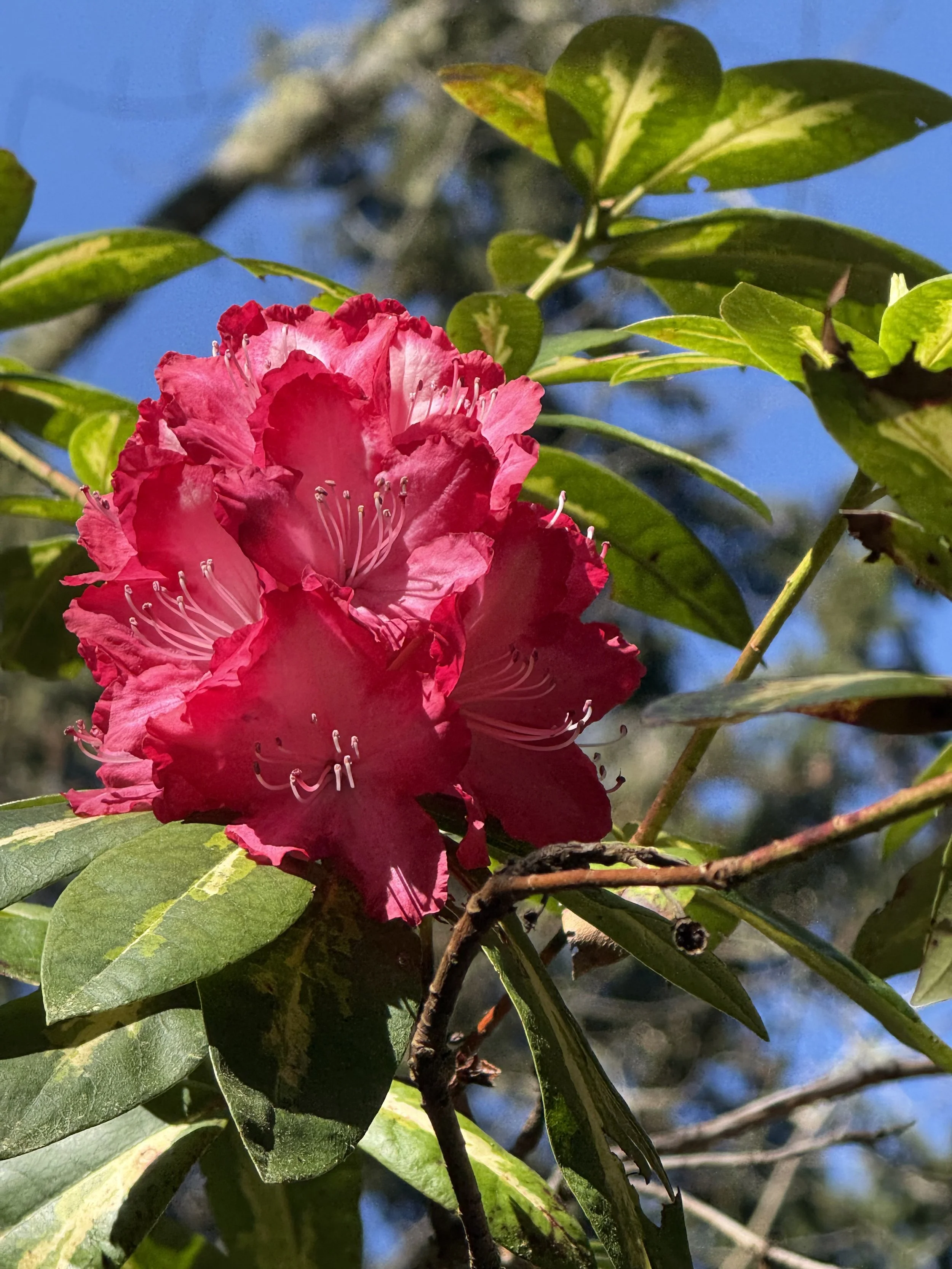 Prsident Roosevelt April 2026.jpeg