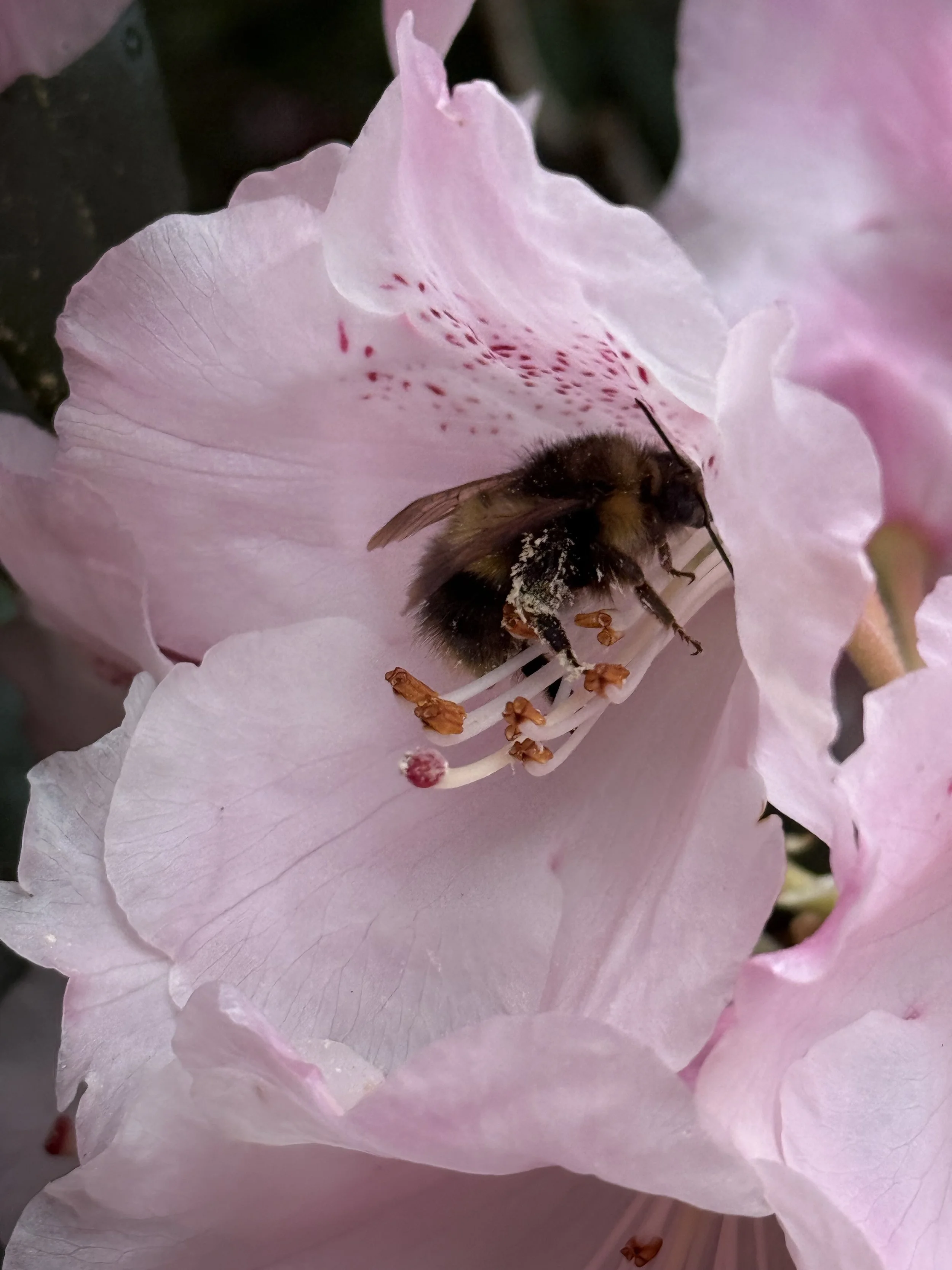 Bee with Pollen 2026.jpeg