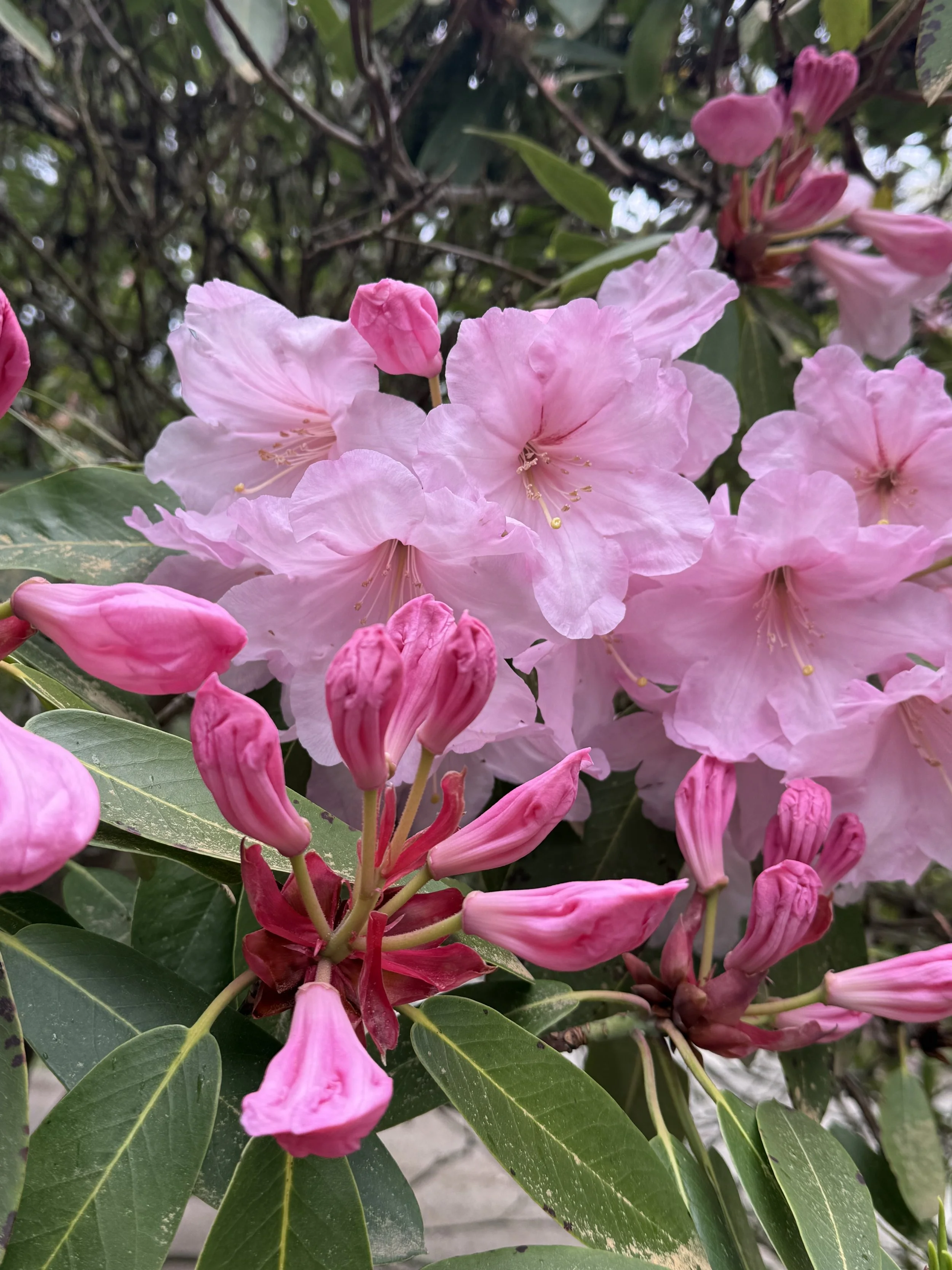 Fragrant April bloomer.jpeg