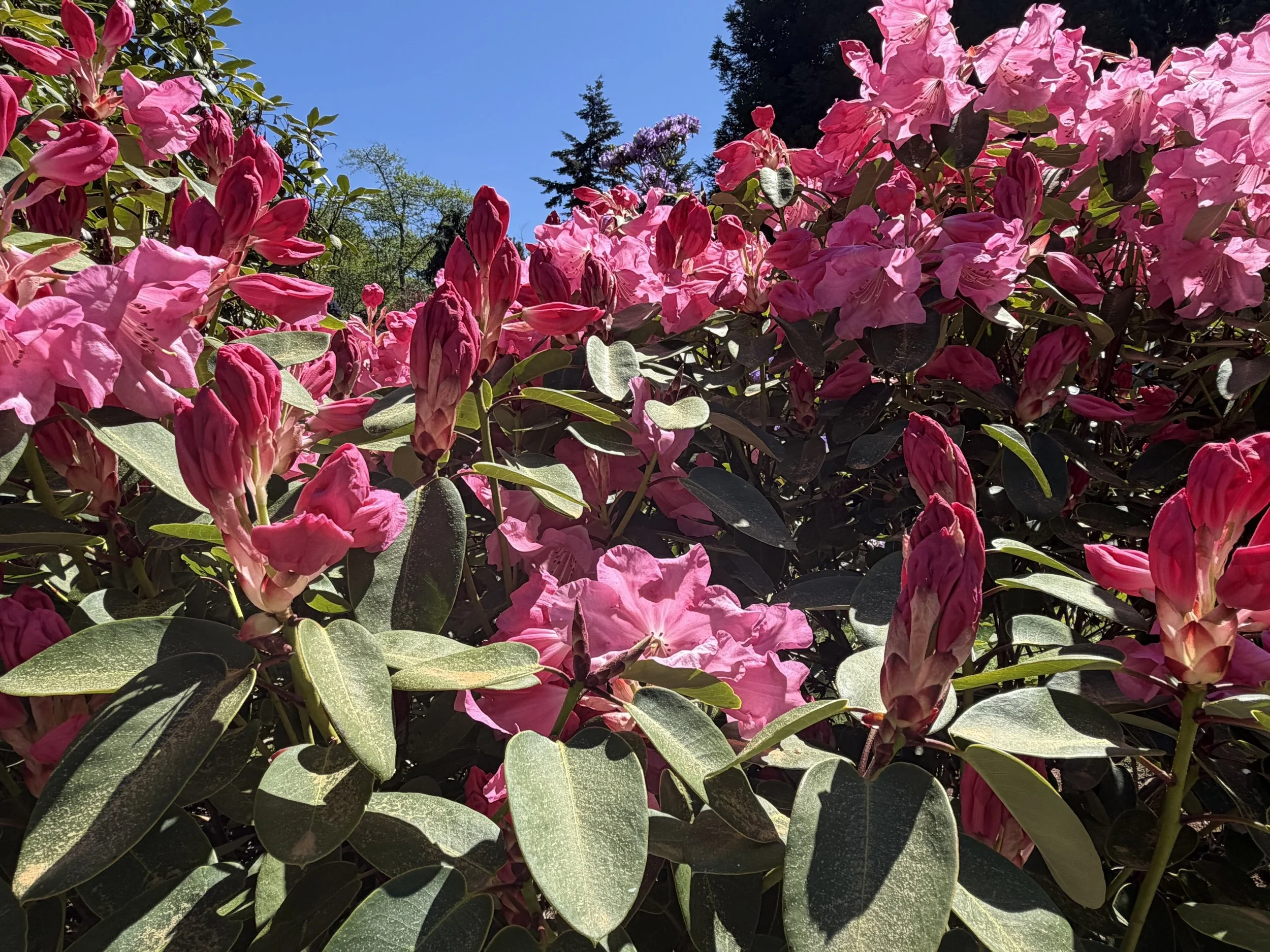 IMG_3155.jpeg