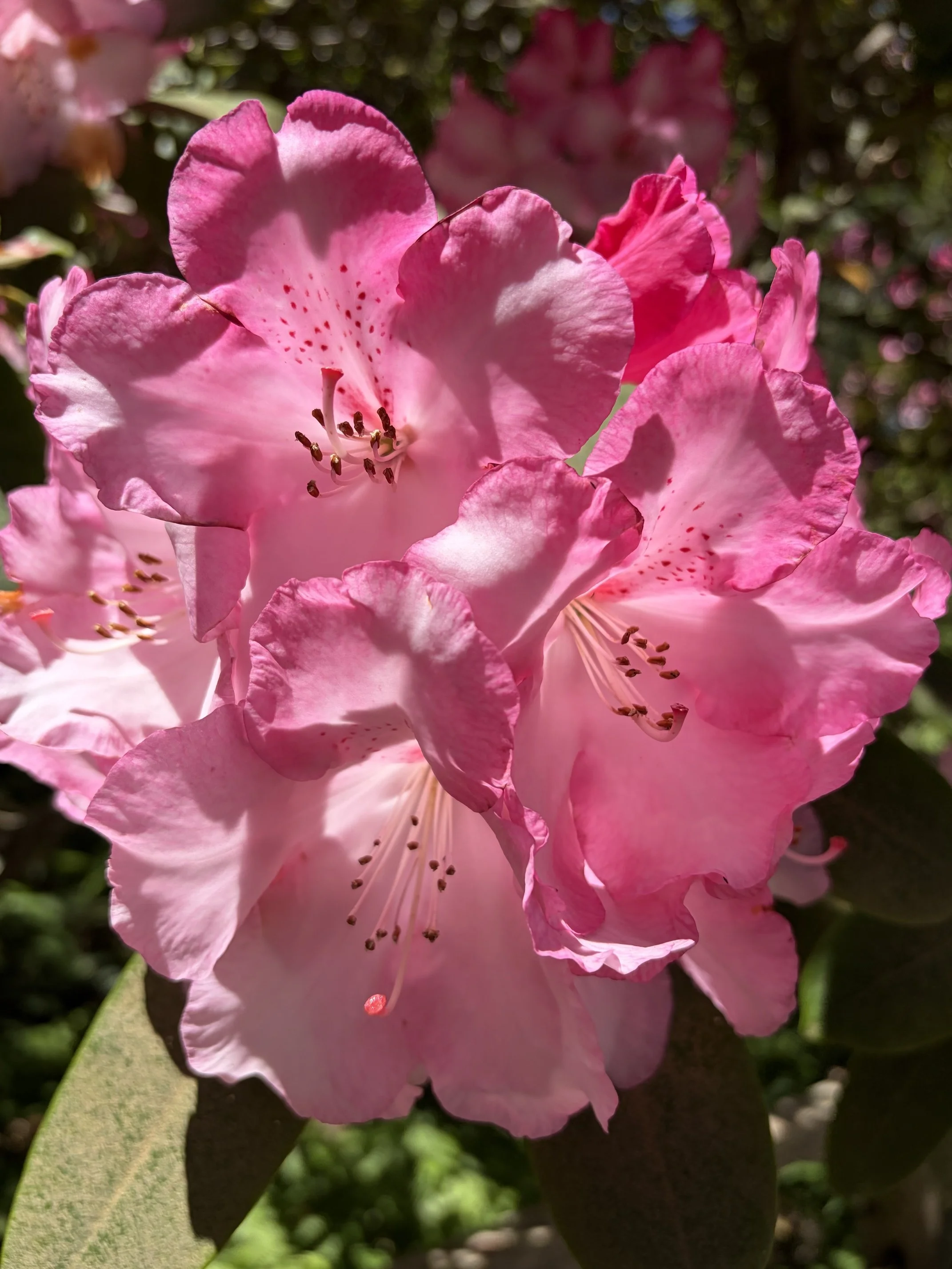 IMG_3360.jpeg