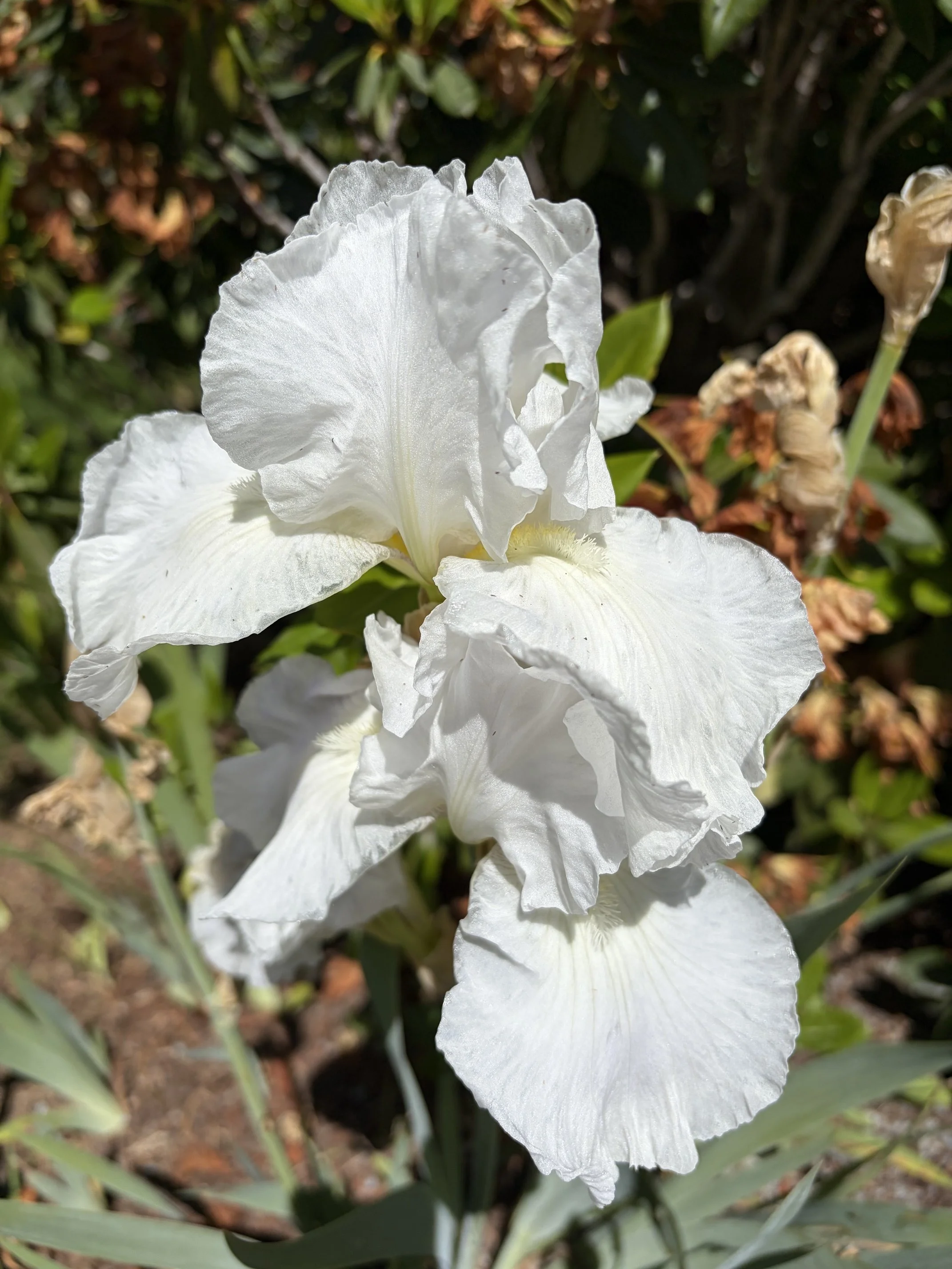 IMG_3356.jpeg
