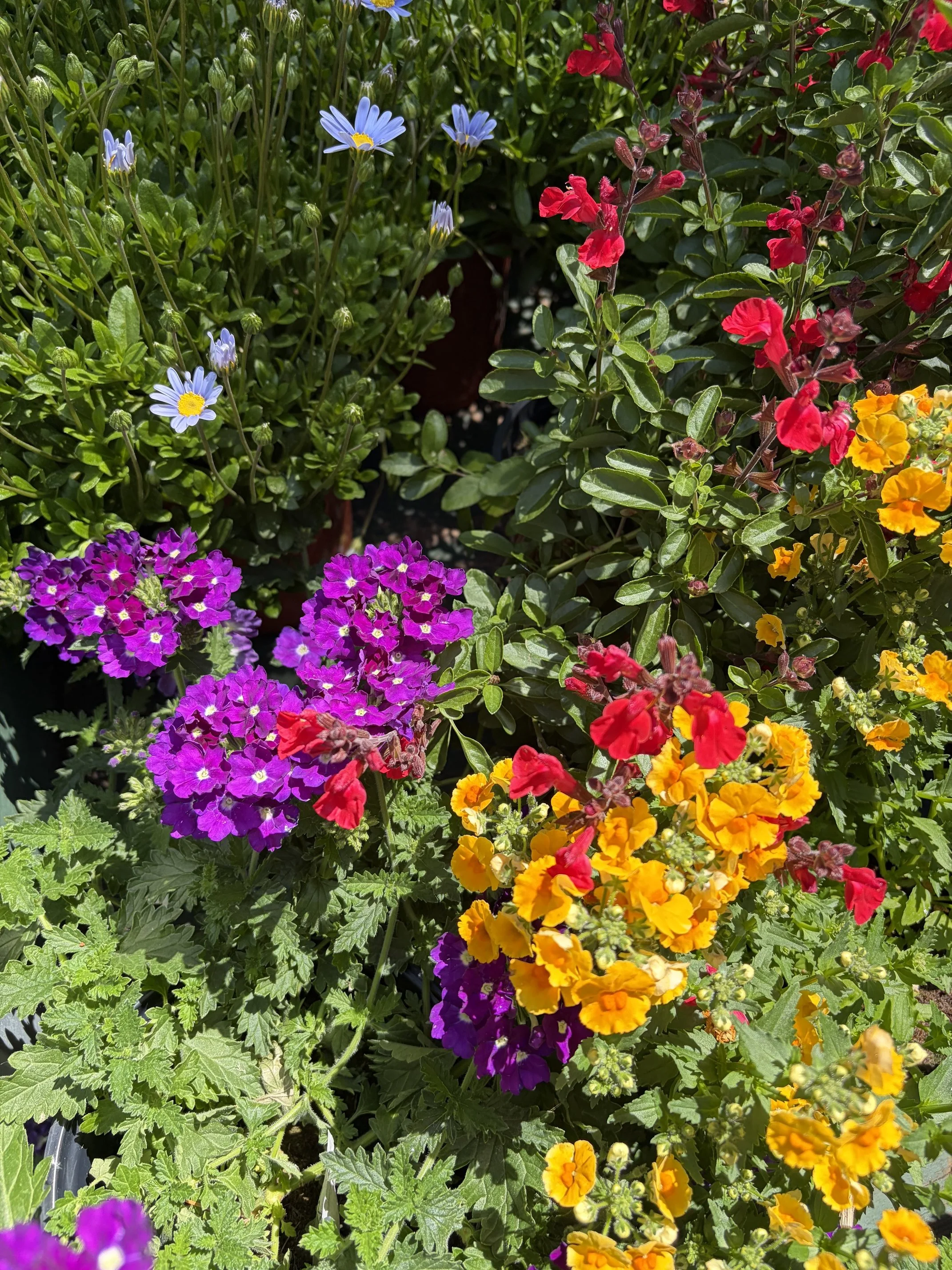 IMG_3361.jpeg