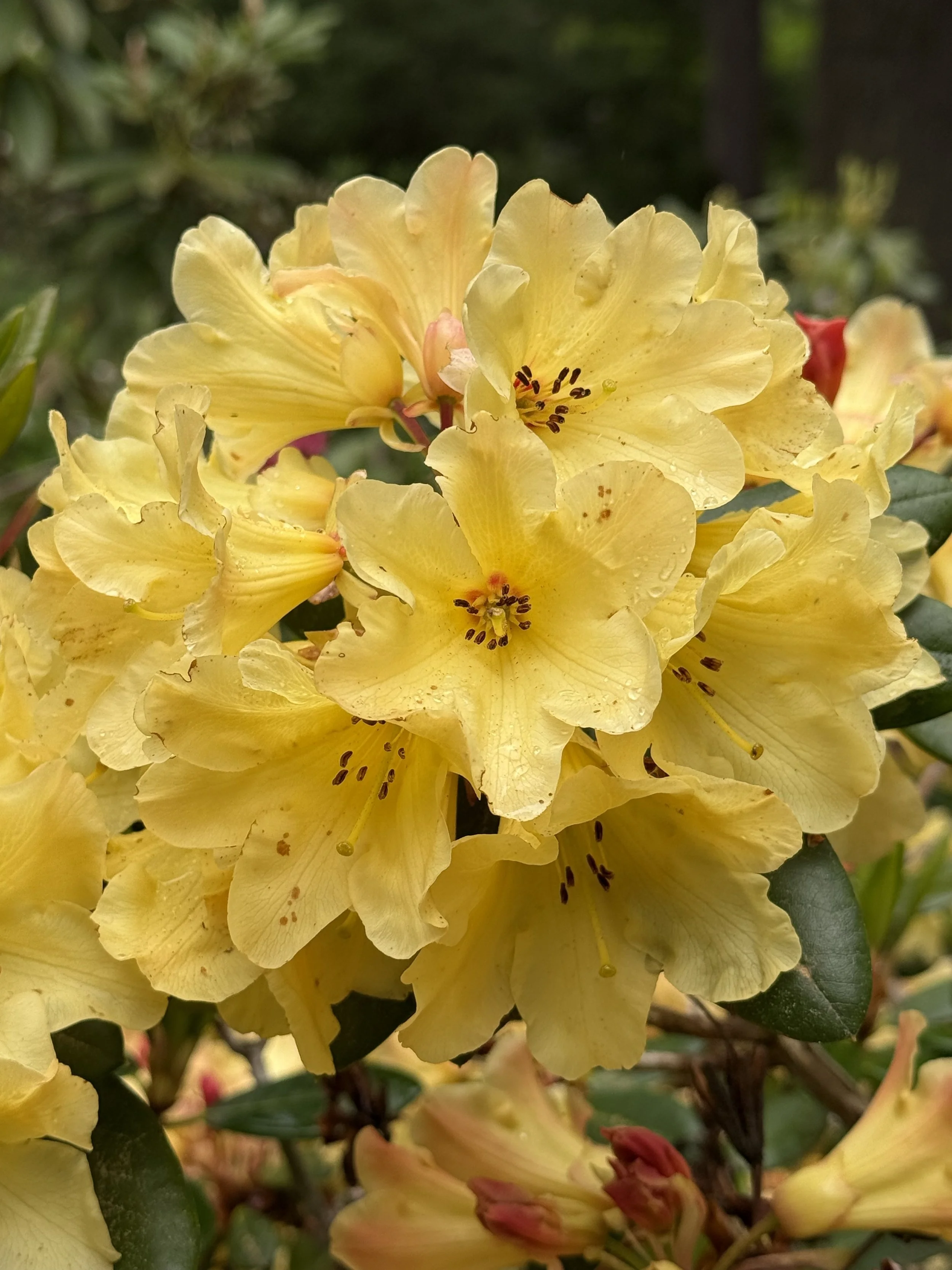 IMG_1247.jpeg