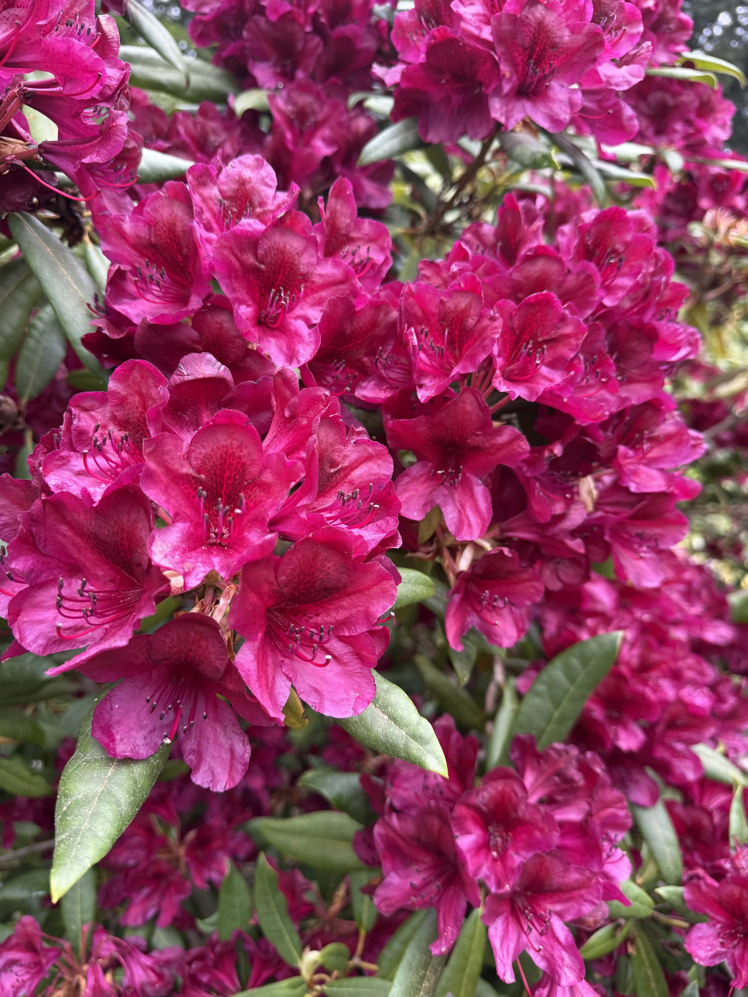 IMG_1205.jpeg