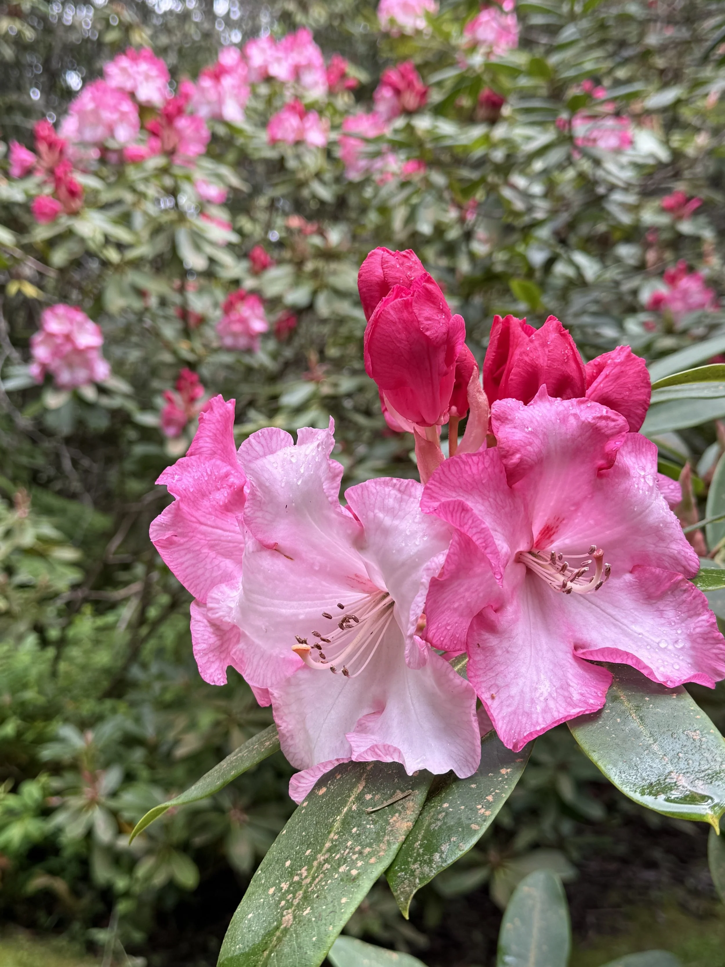 IMG_1239.jpeg