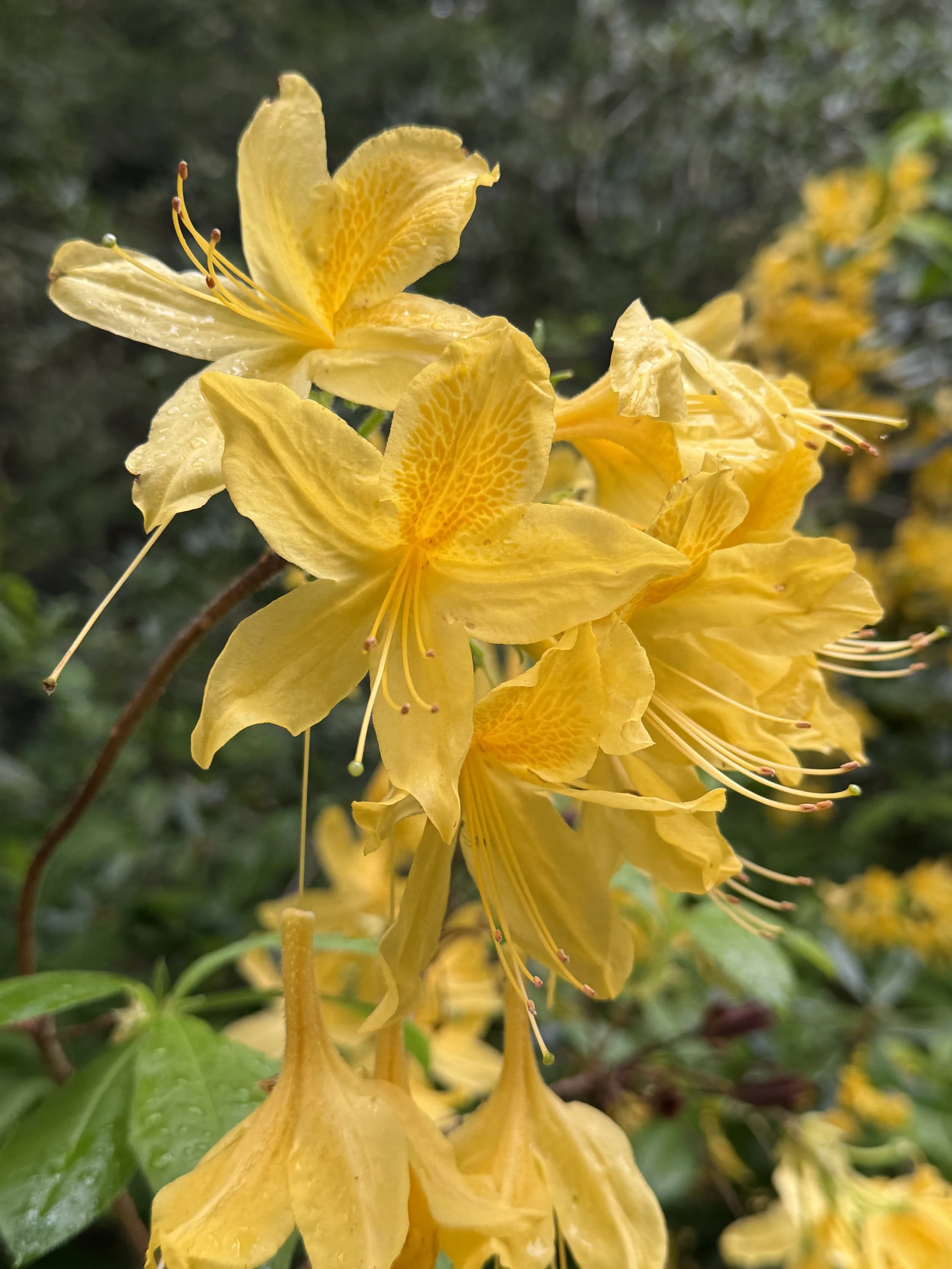 IMG_1196.jpeg