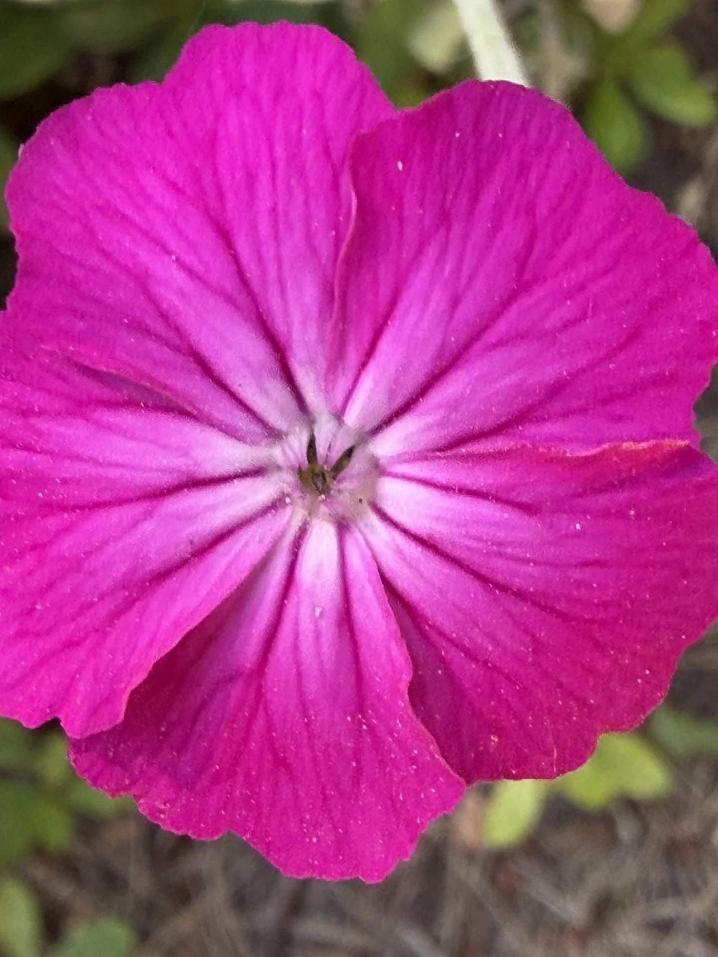 Unknown-4.jpeg