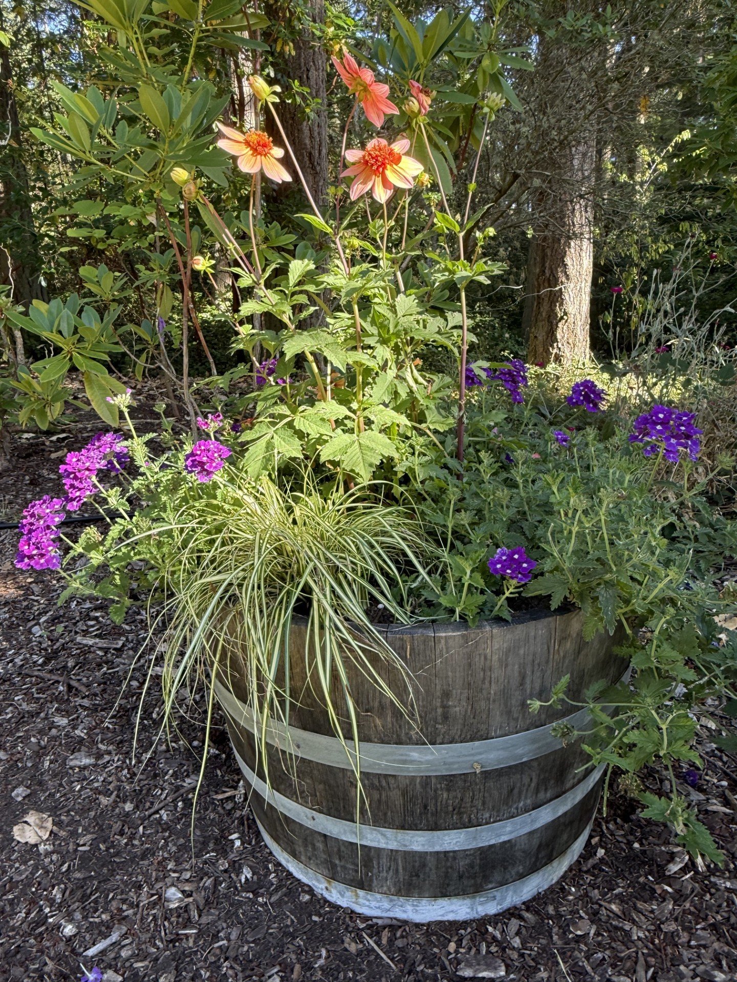 Summer Gardening Tips