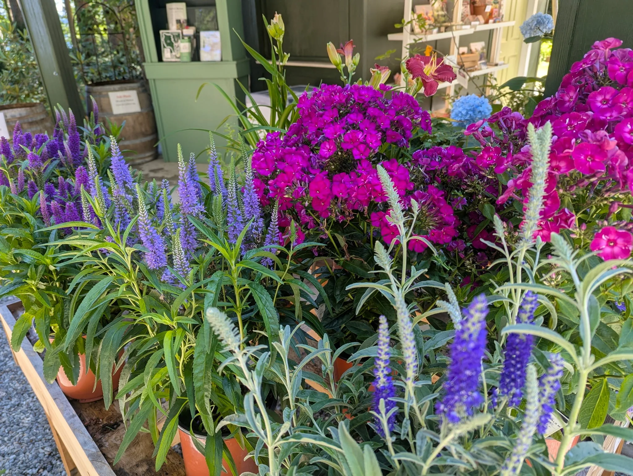 Veronica and Phlox.JPG