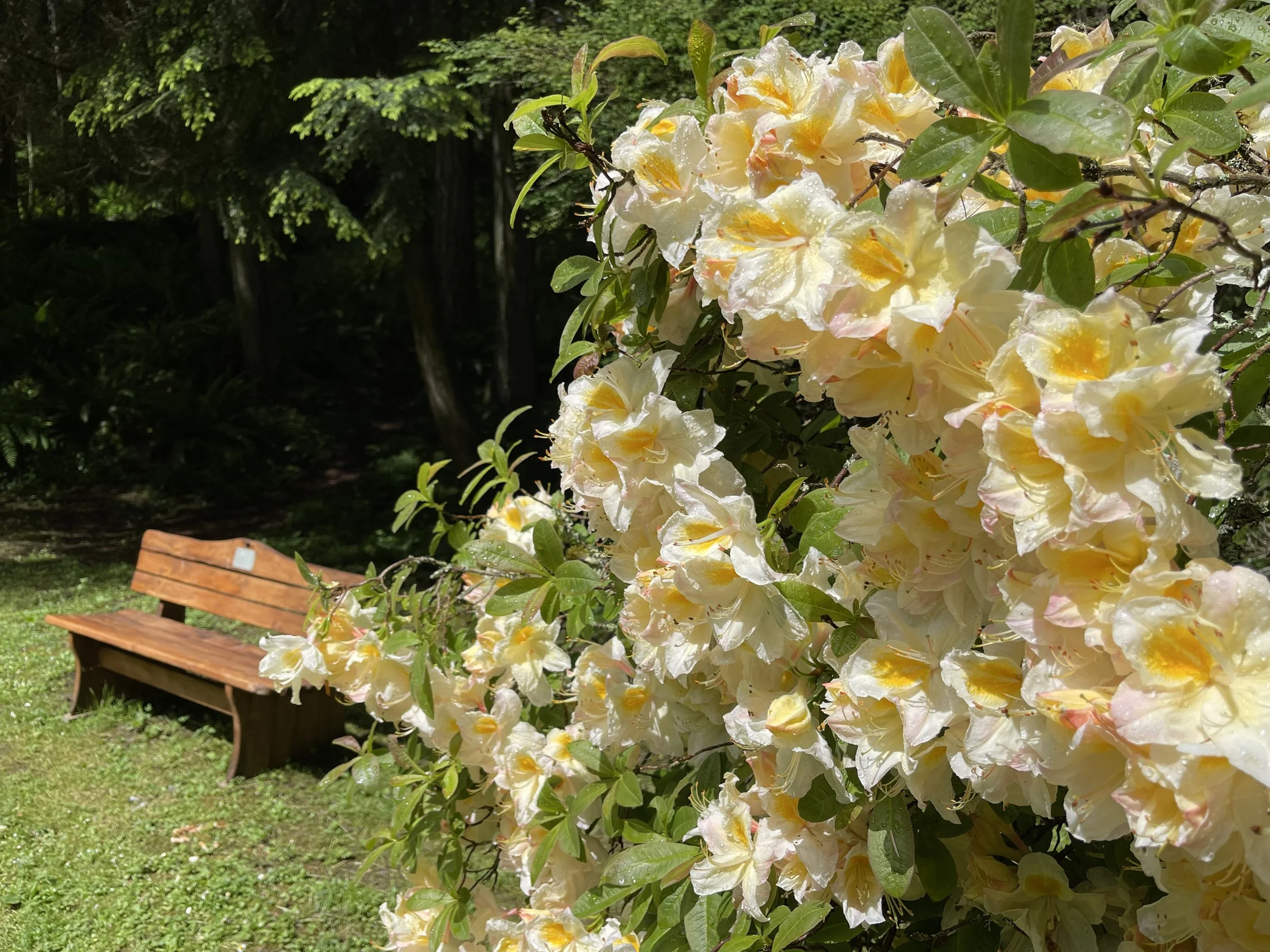 Yellow rhododendron blossoms