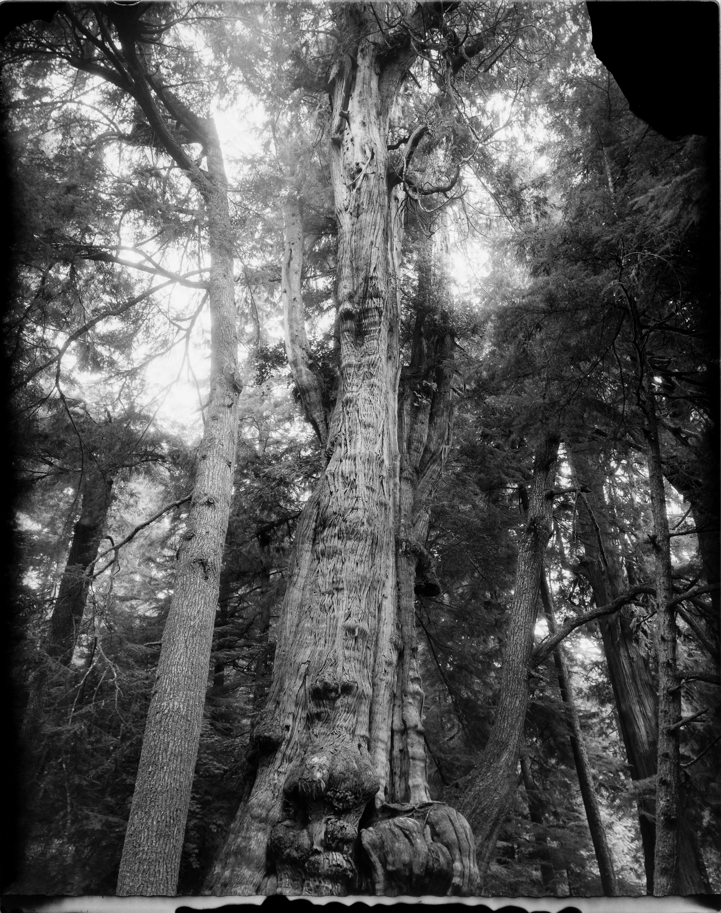 BigTreeCedar-1.jpg