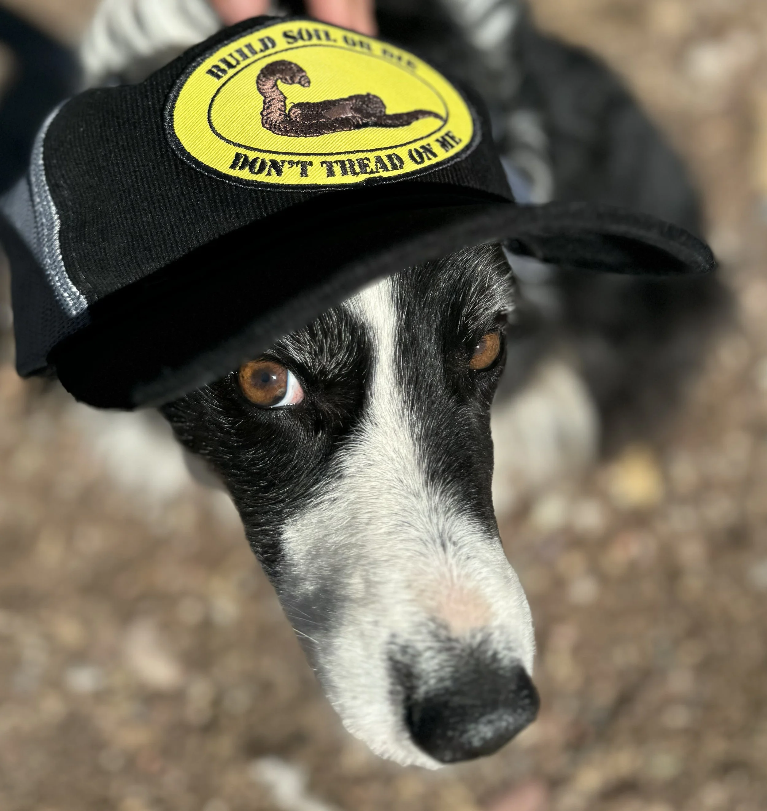 pup in hat.jpg