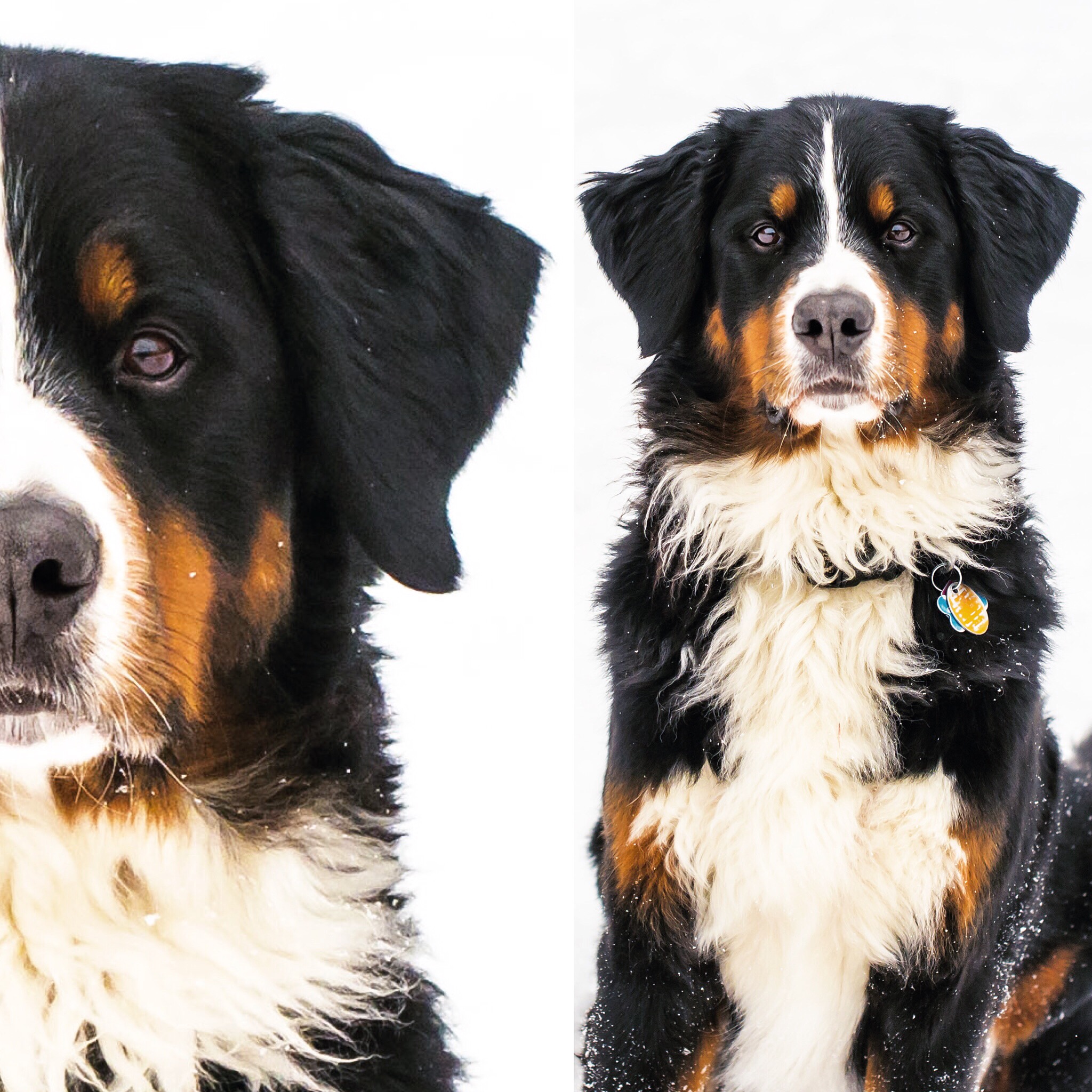 my sidekick, caius (2016)