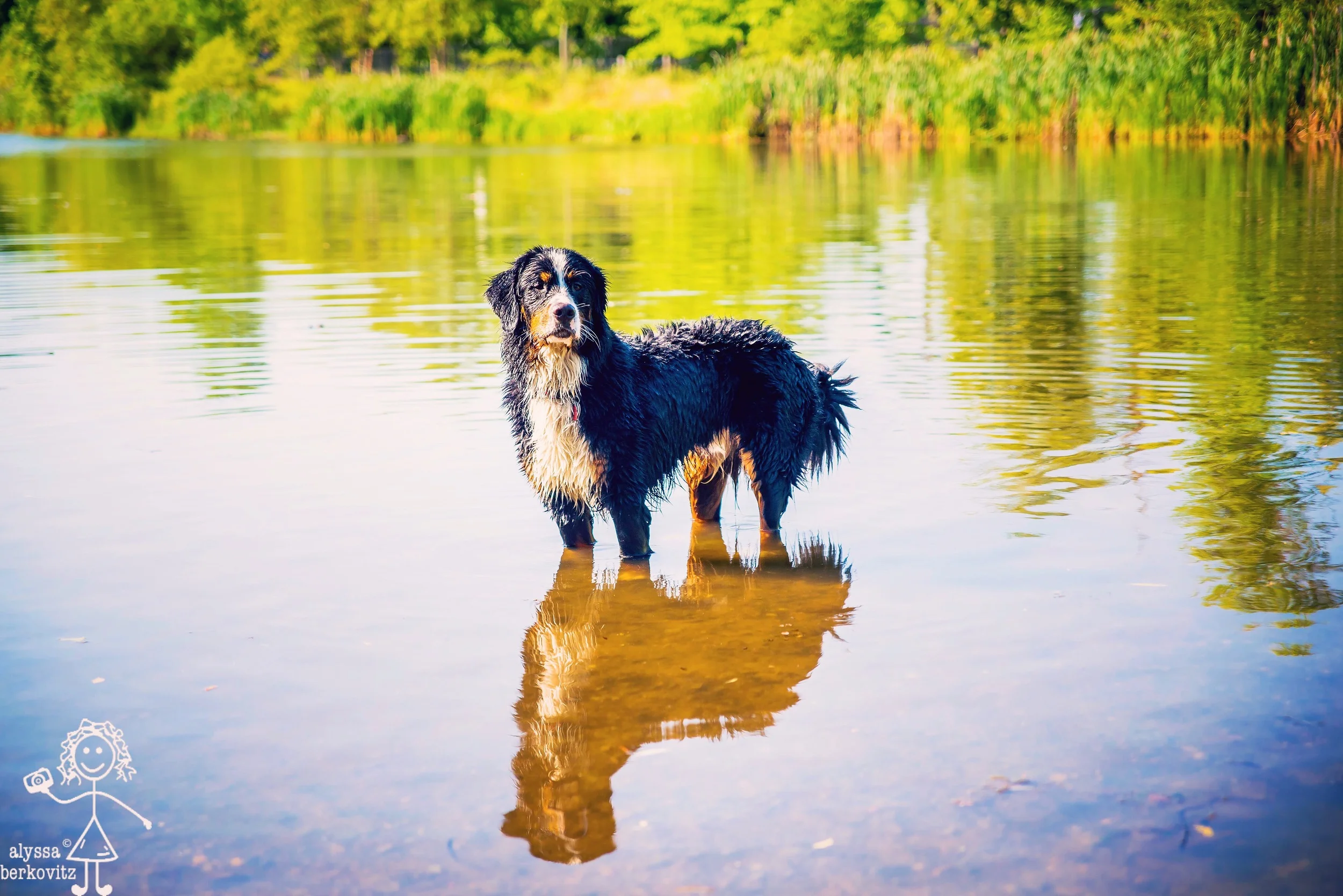 wading for my friends (2016)