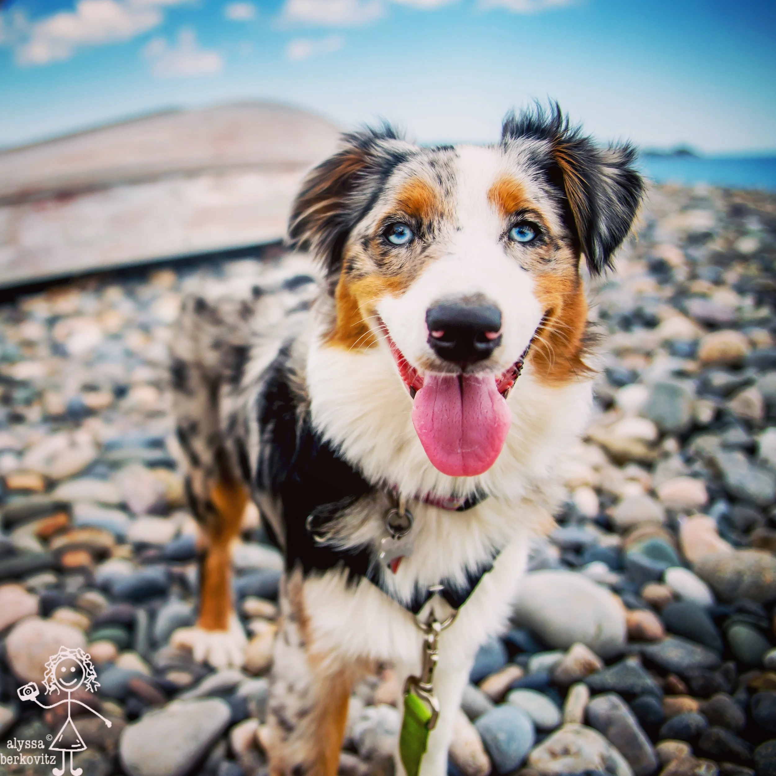 sea pup (2016)