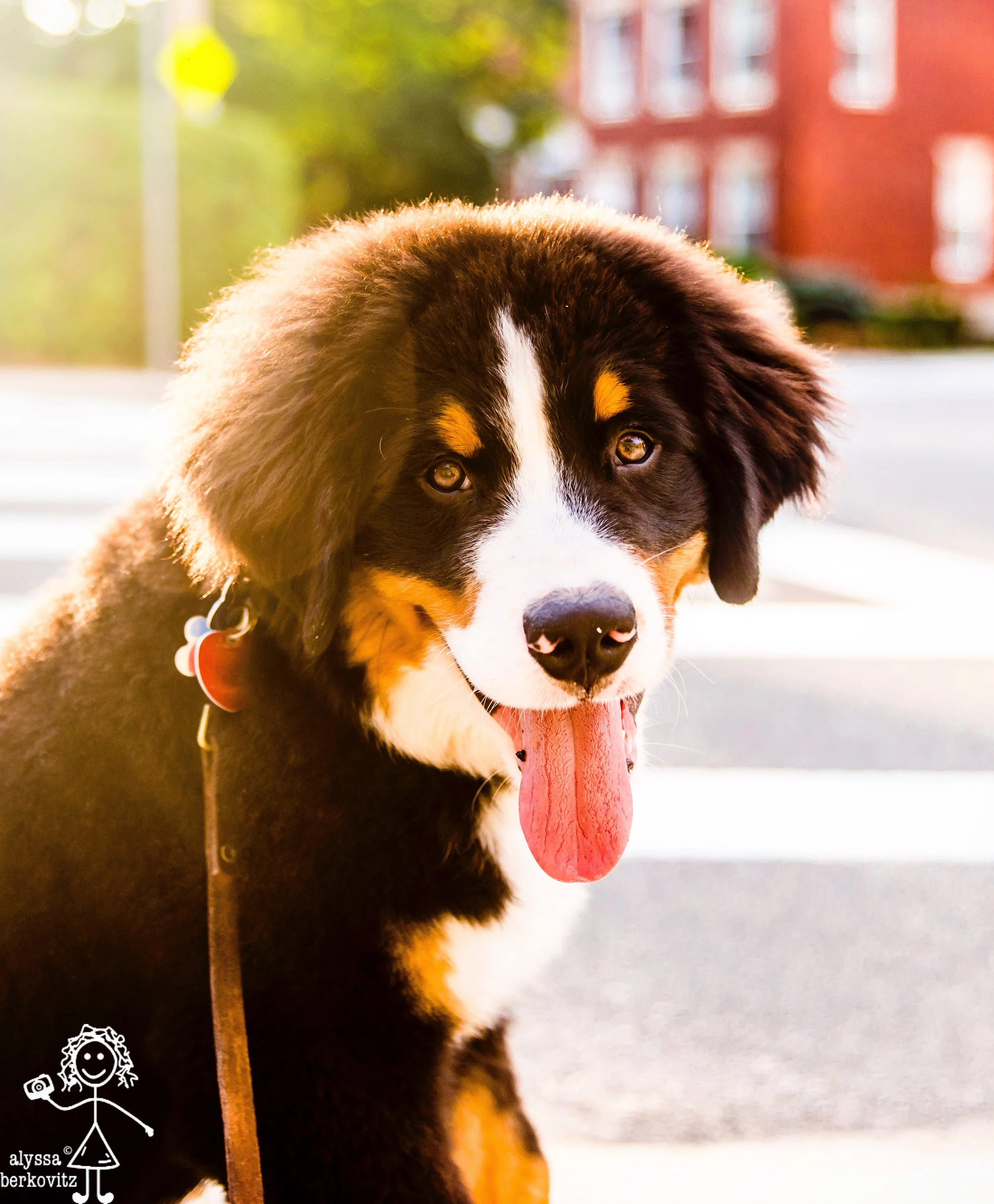 fleetwood with the good hair (2016)