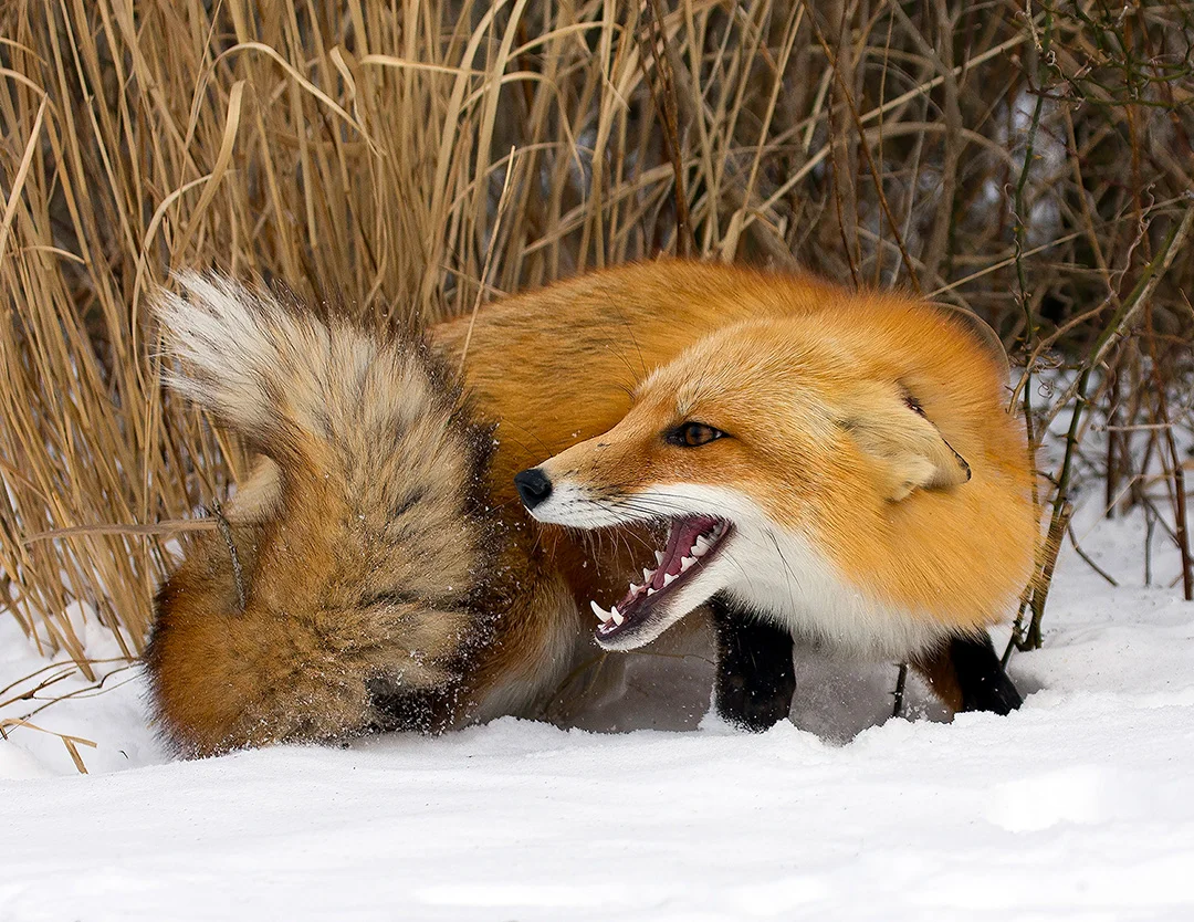 Winter-foxrodda.jpg
