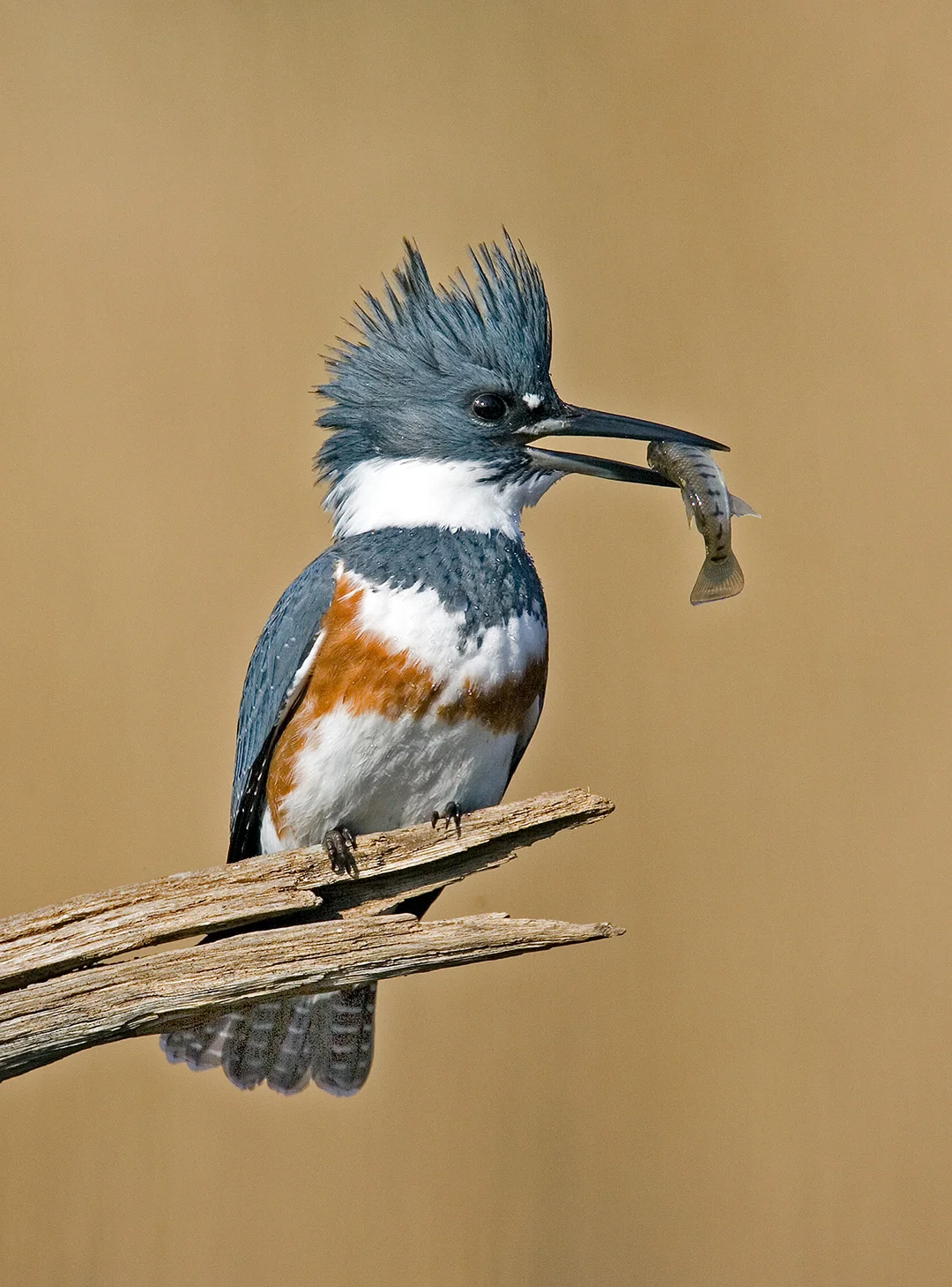 Kingfisher.jpg