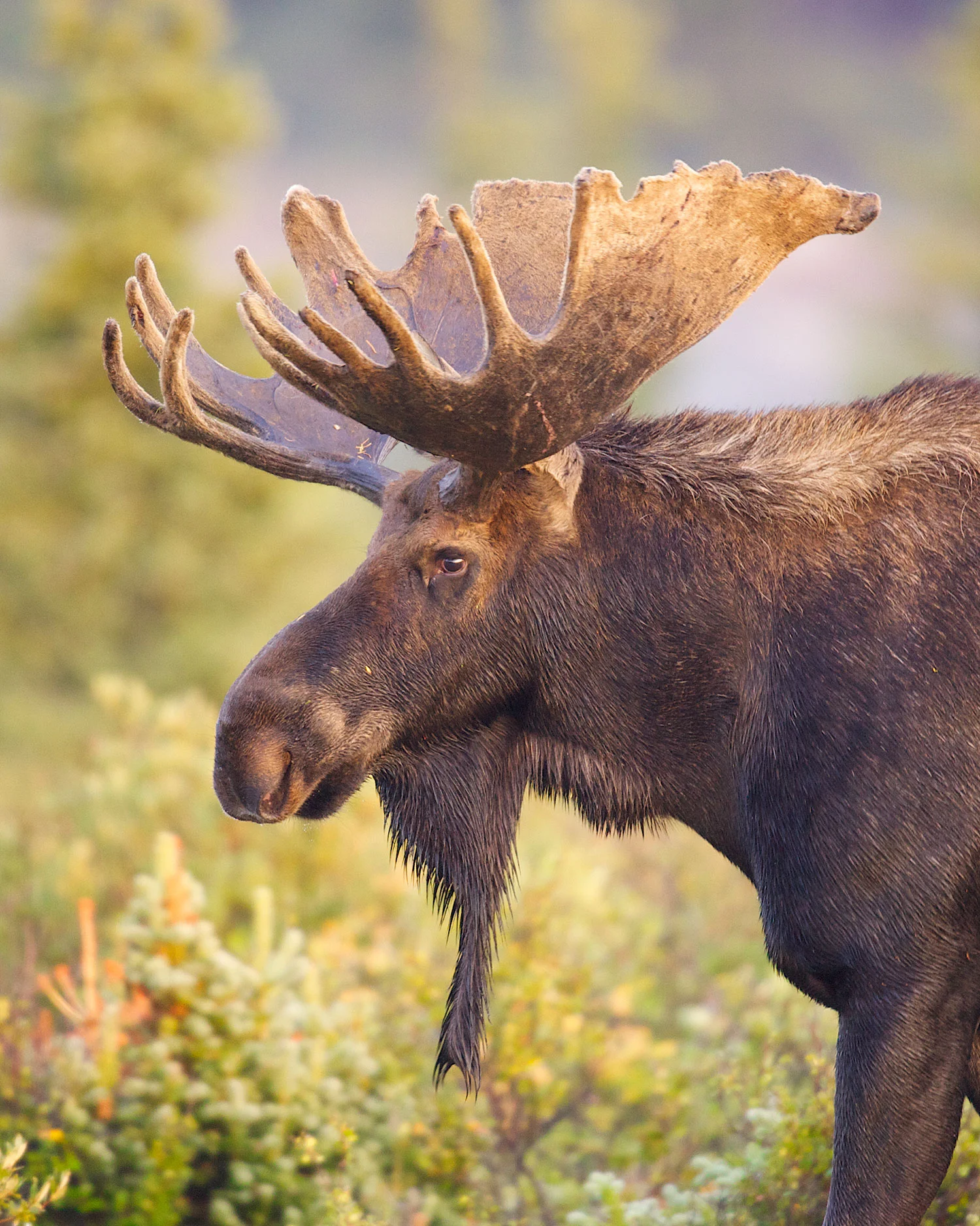 MOOSE-COLORADO-61.jpg