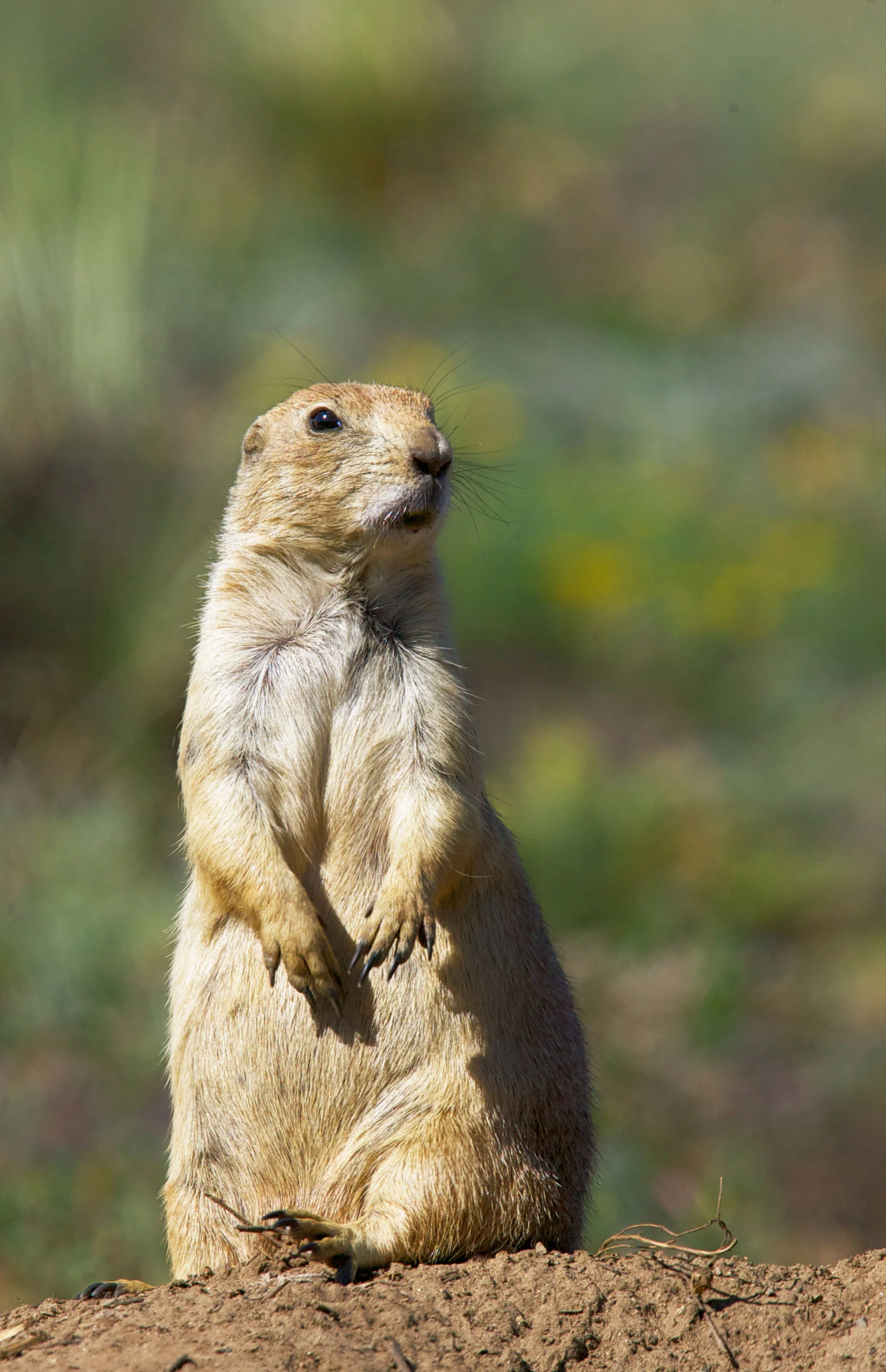 PRAIREDOG.jpg