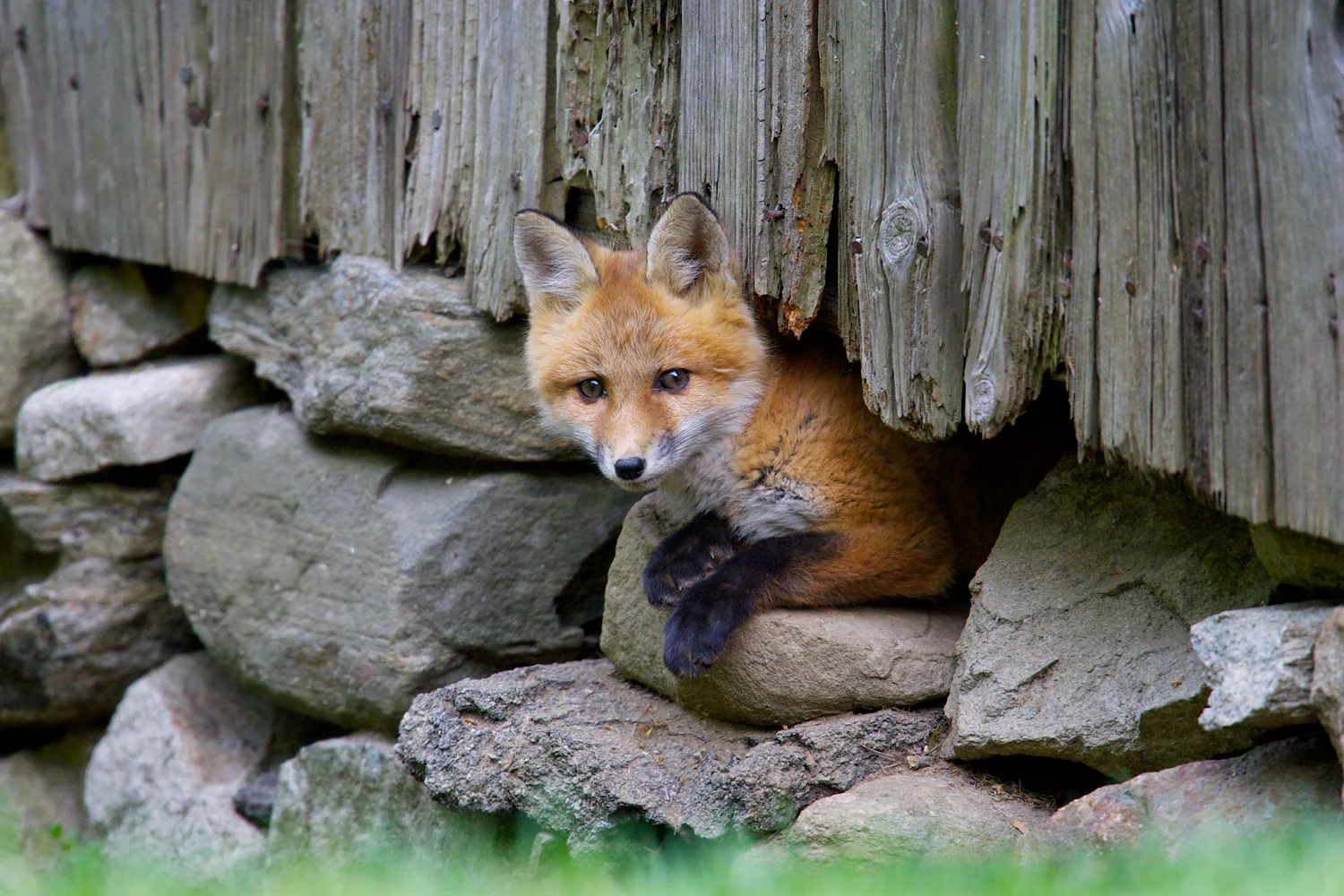 Red-Fox-8556.jpg