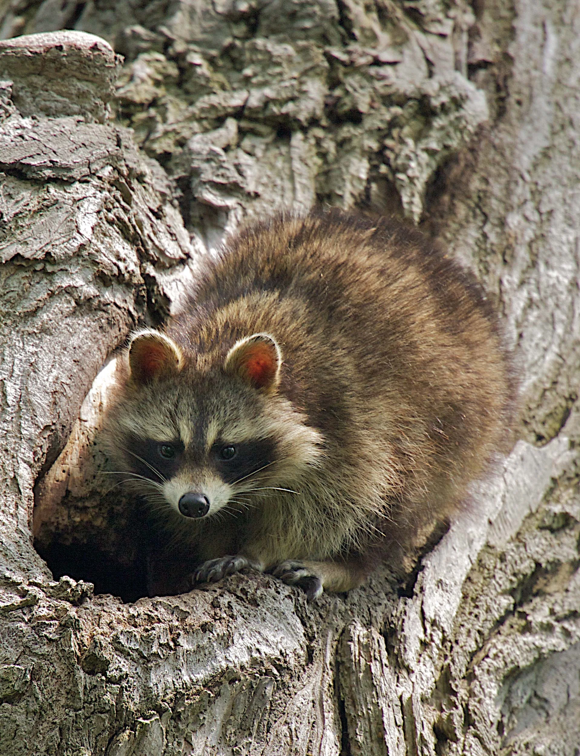 RACOON.jpg