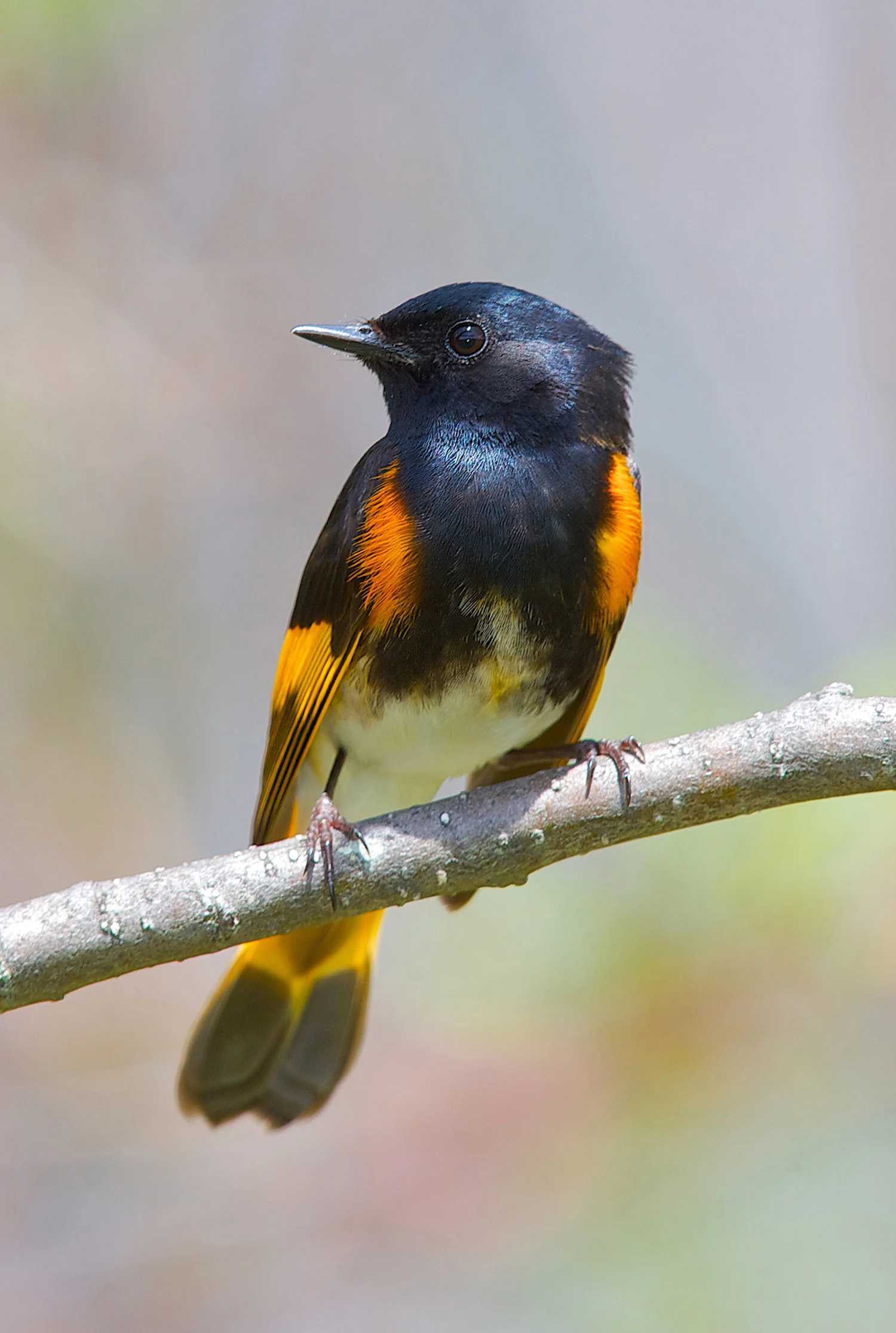 American-Redstart1.jpg