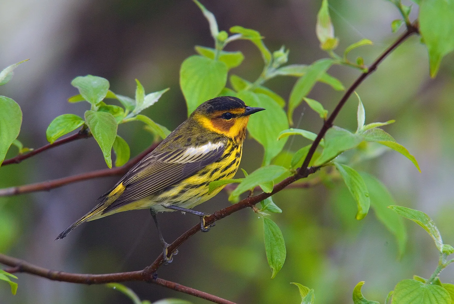 CAPE-COD-WARBLER.jpg