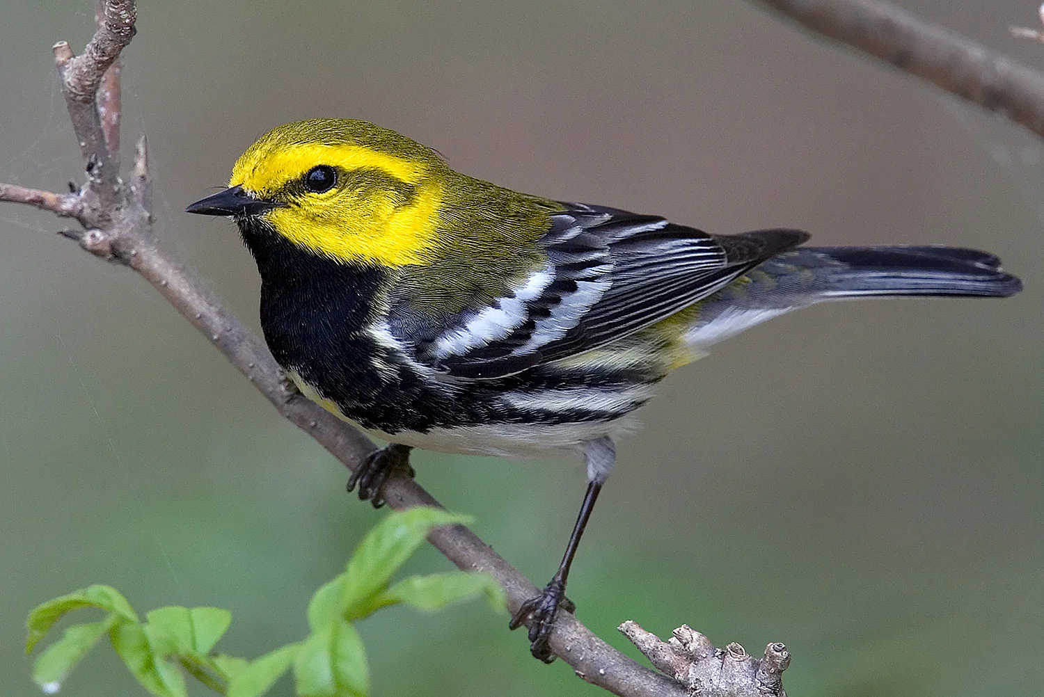 BTG-WARBLER.jpg