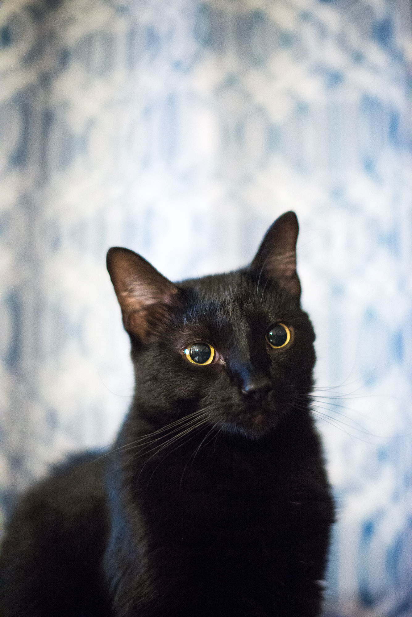 This is Bokeh. He provides good company and models quite well.